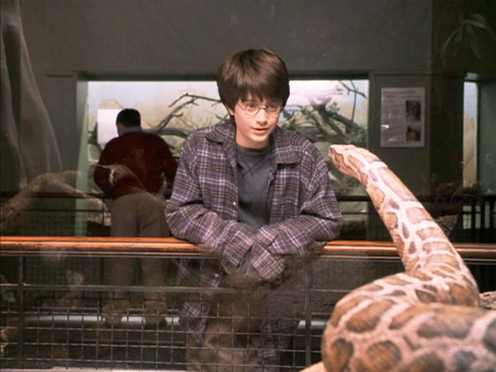 Harry Potter, snake, zoo, HD Desktop Wallpaper