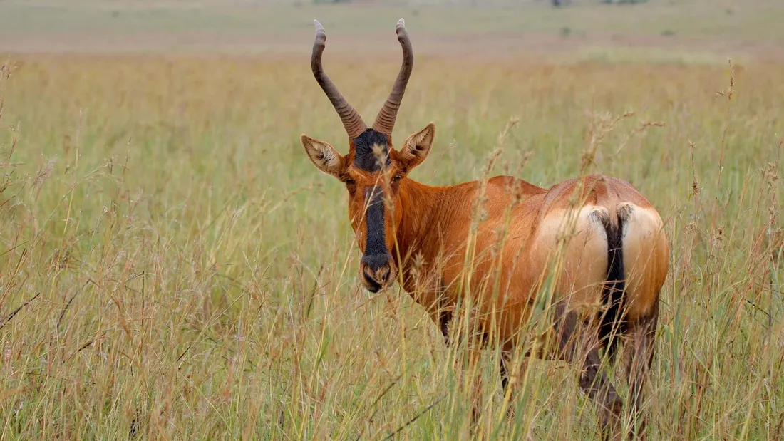 Hartebeest