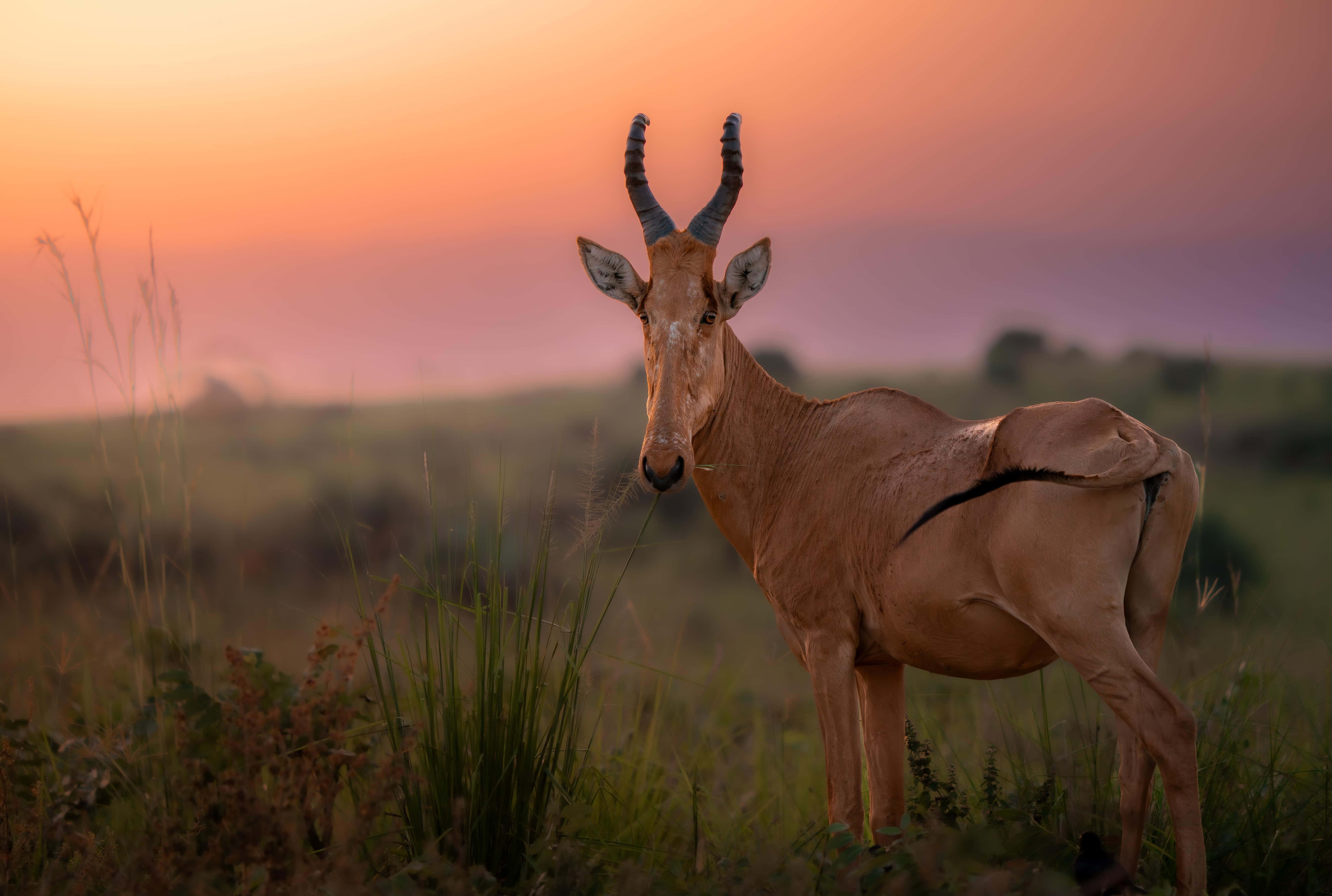 Hartebeest, sunset, golden grasses, 5K Desktop Wallpaper