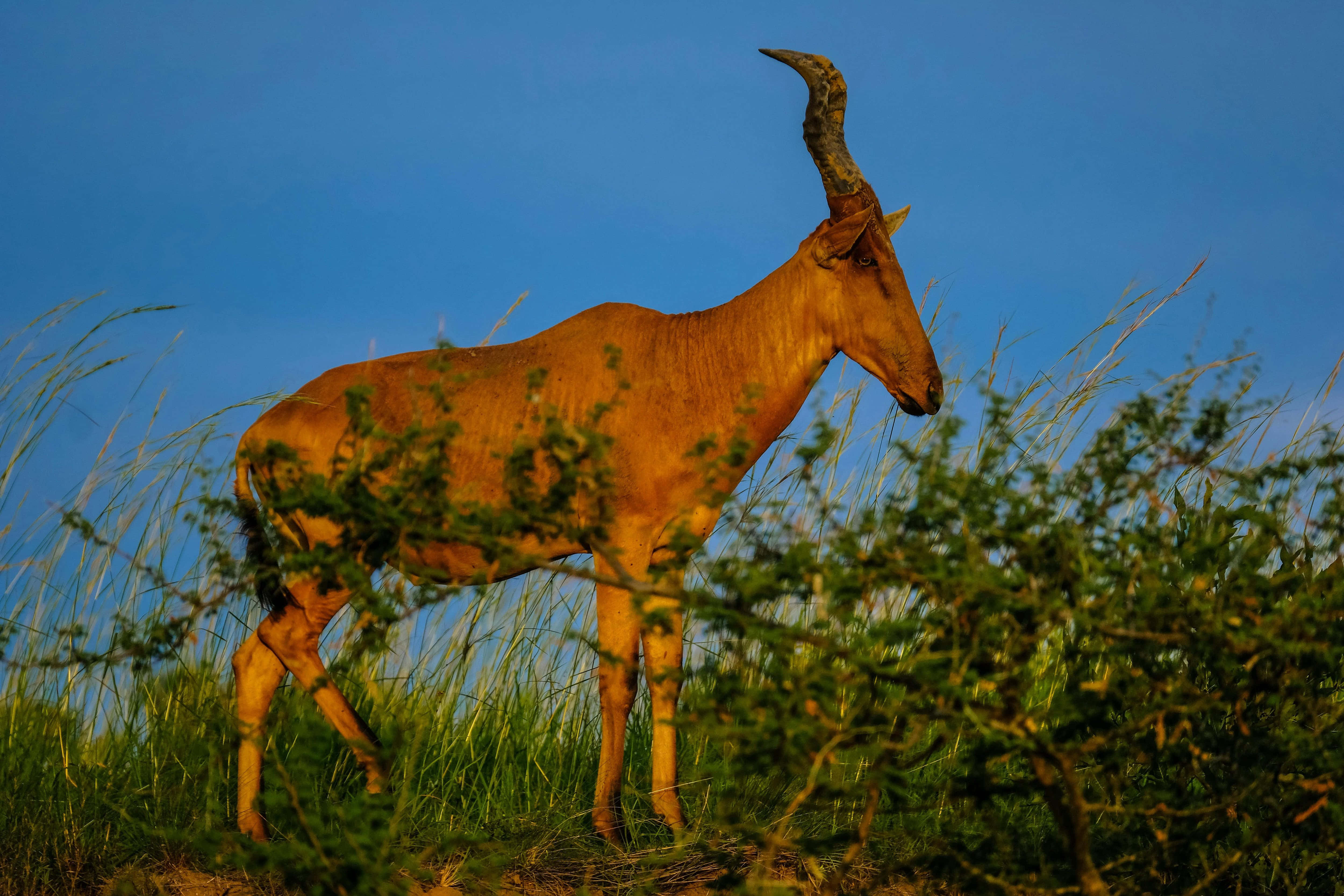 hartebeest, savanna grasslands, golden grasses, 4K Desktop Wallpaper
