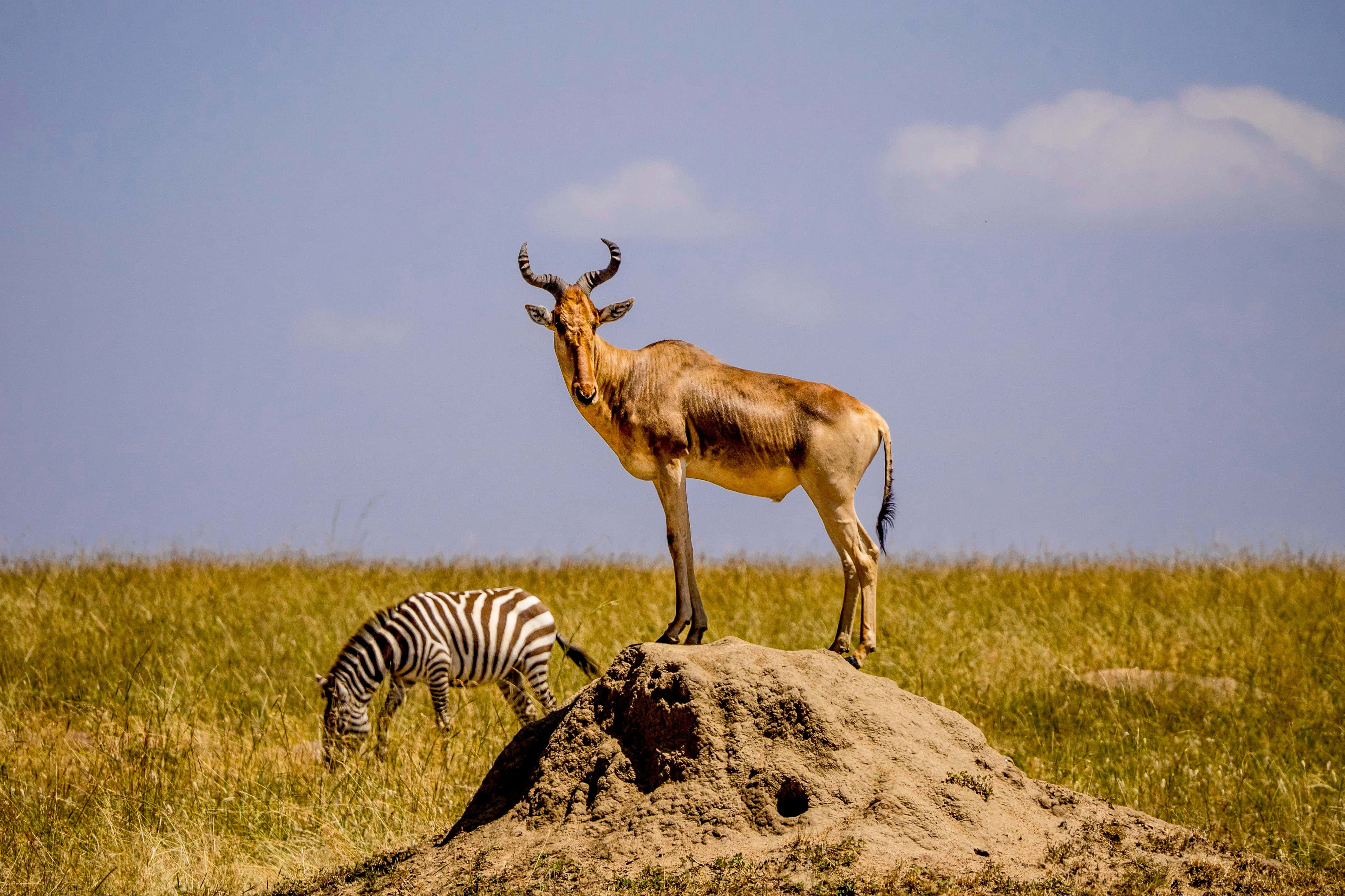 Hartebeest, dirt mound, golden grassland, 4K Desktop Wallpaper