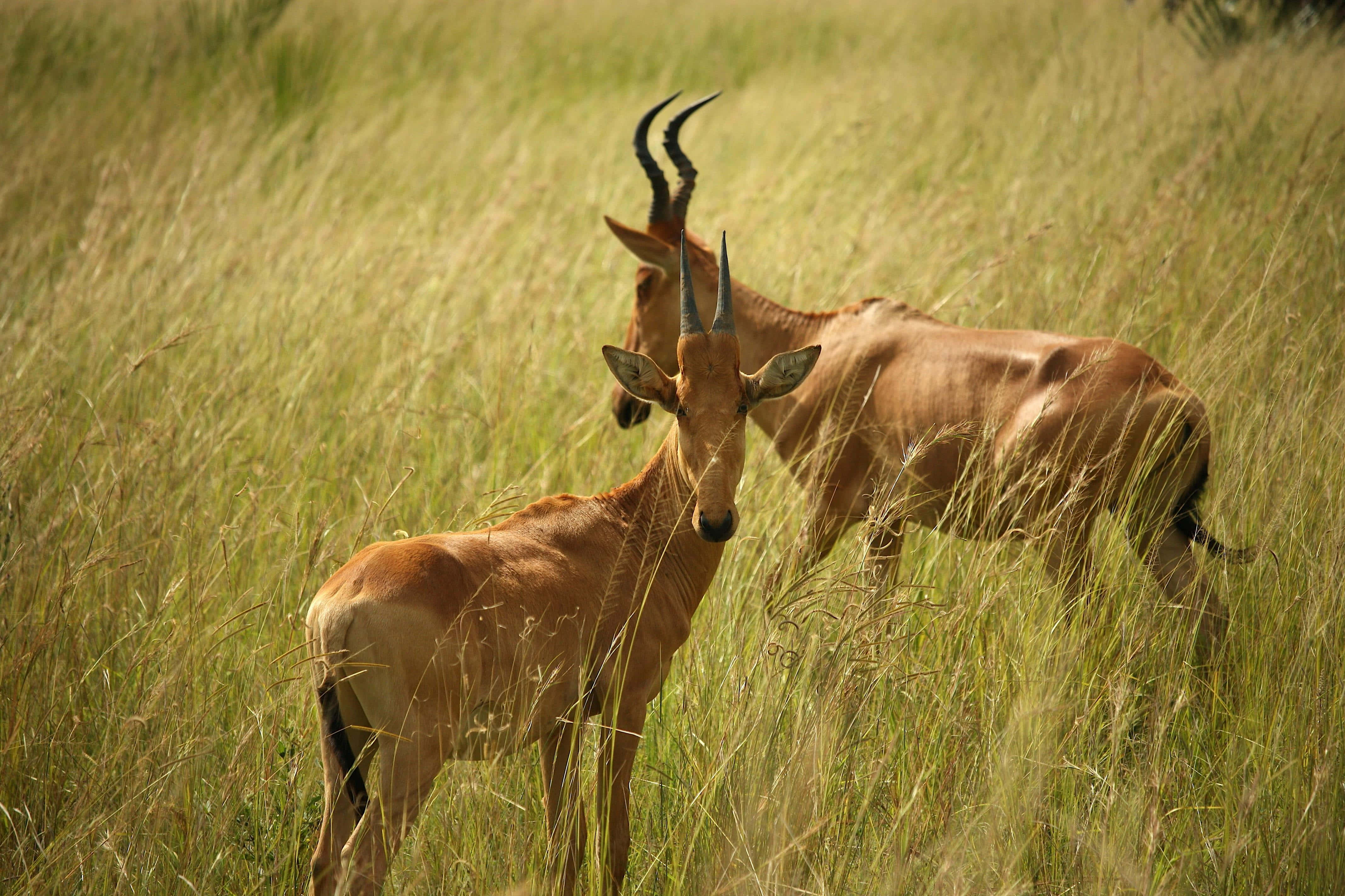 hartebeests, curved horns, tall golden grass, 4K Desktop Wallpaper
