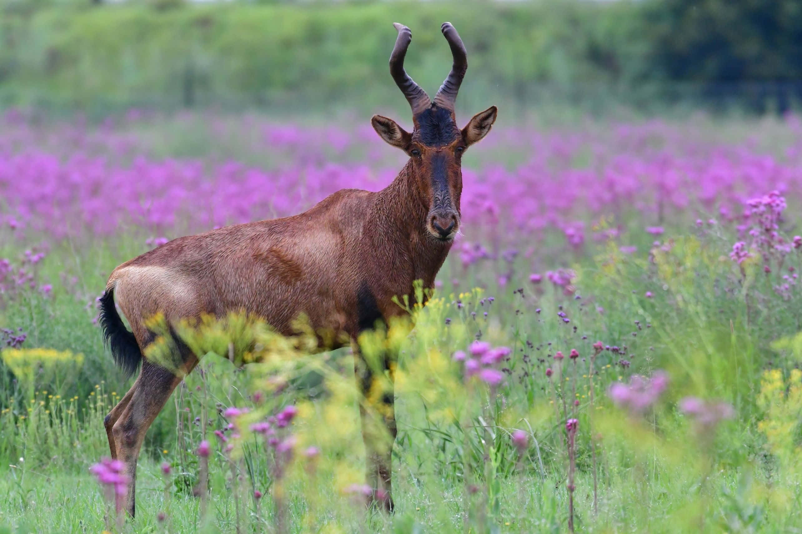 red hartebeest, wildflower meadow, purple and yellow wildflowers, 2K Desktop Wallpaper
