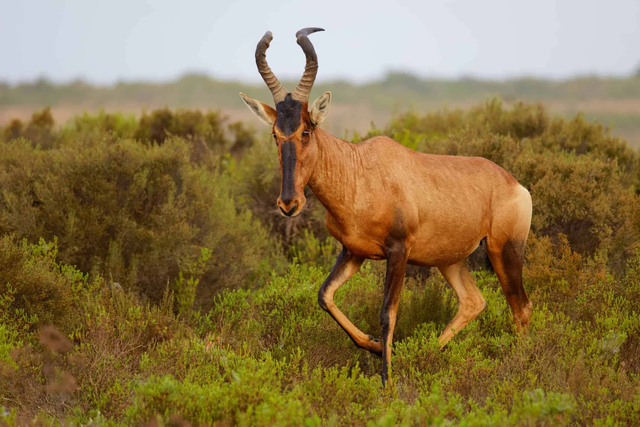 hartebeest, curved horns, dense green shrubbery, Full HD Desktop Wallpaper