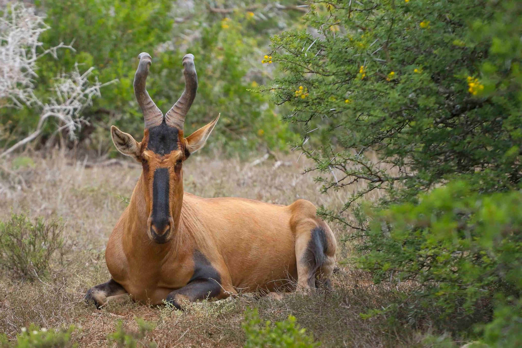 Hartebeest, savanna, dry grass, Full HD Desktop Wallpaper