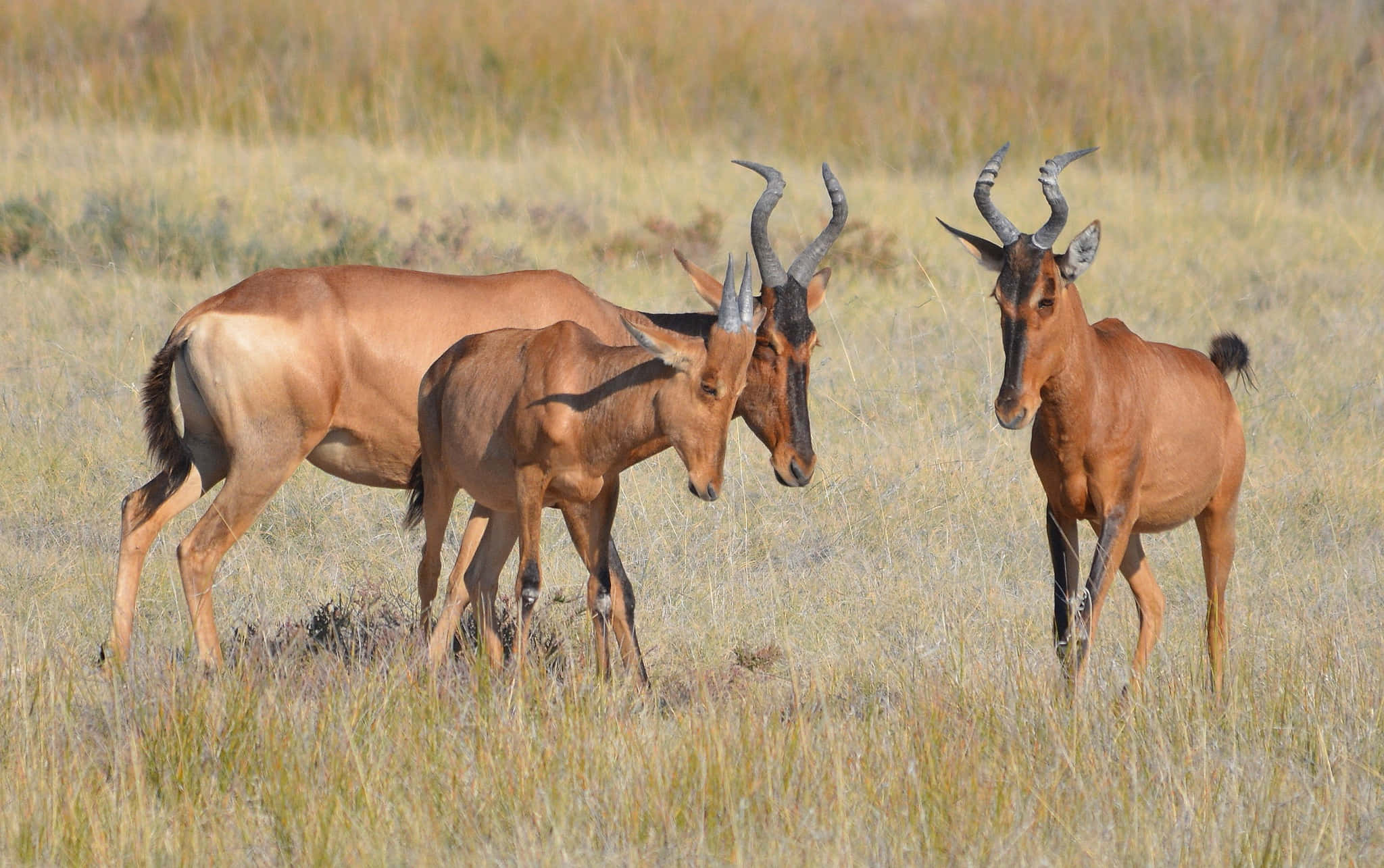 hartebeests, curved horns, tall golden grass, Full HD Desktop Wallpaper