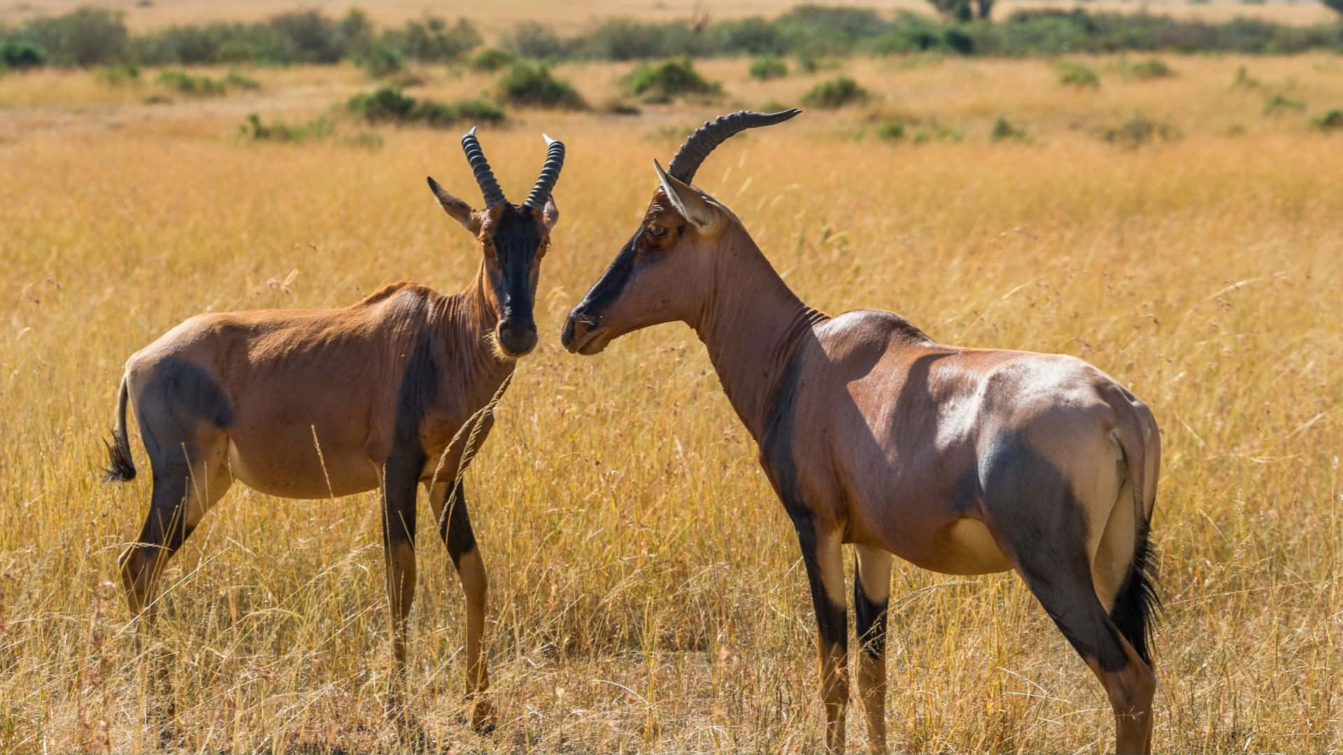 hartebeest, savannah grassland, golden savanna field, Full HD Desktop Wallpaper