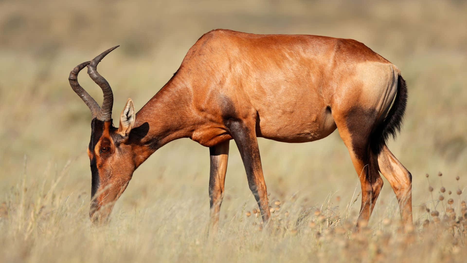 hartebeest, curved horns, golden grass, Full HD Desktop Wallpaper