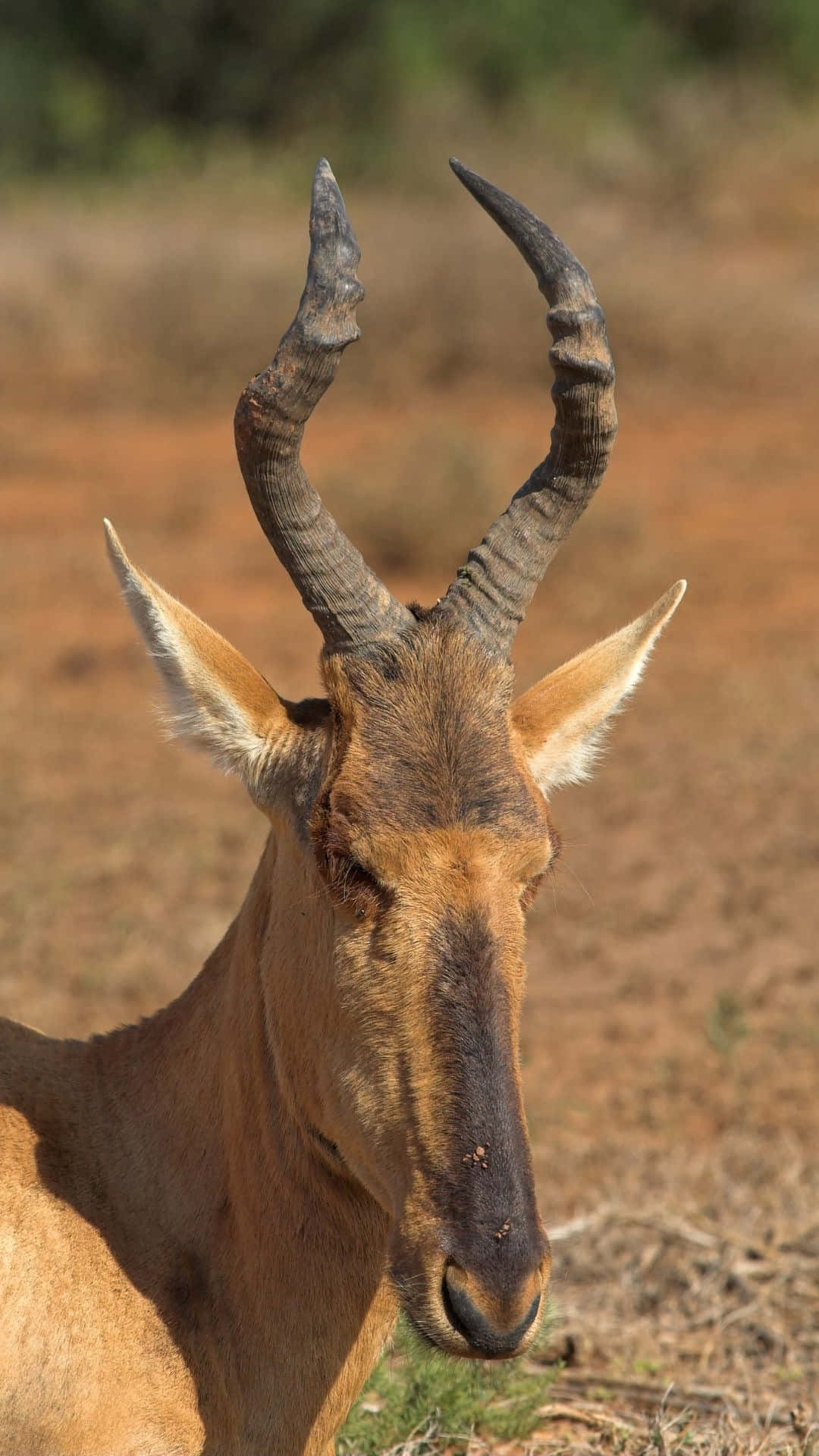 hartebeest, large curved horns, dry grass, Full HD Phone Wallpaper