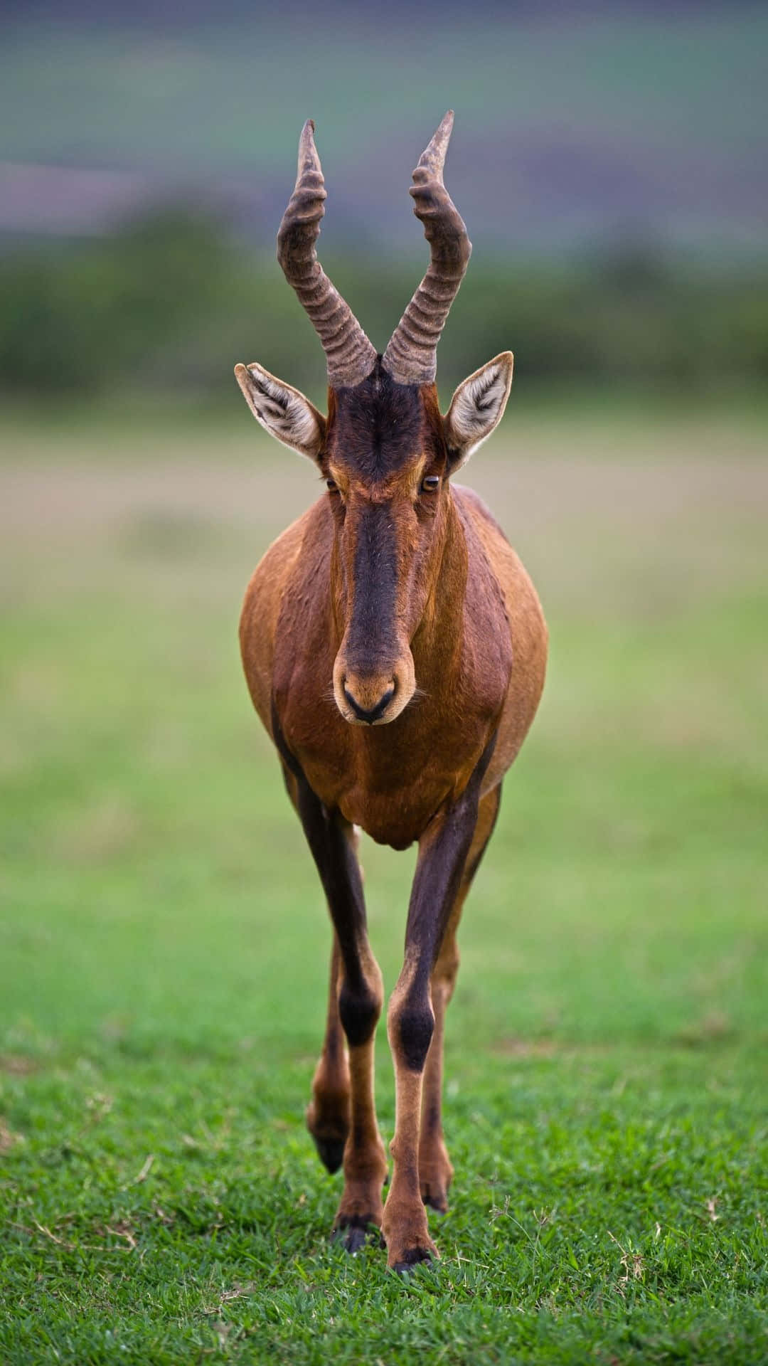 hartebeest, spiraled horns, lush green savanna, Full HD Phone Wallpaper
