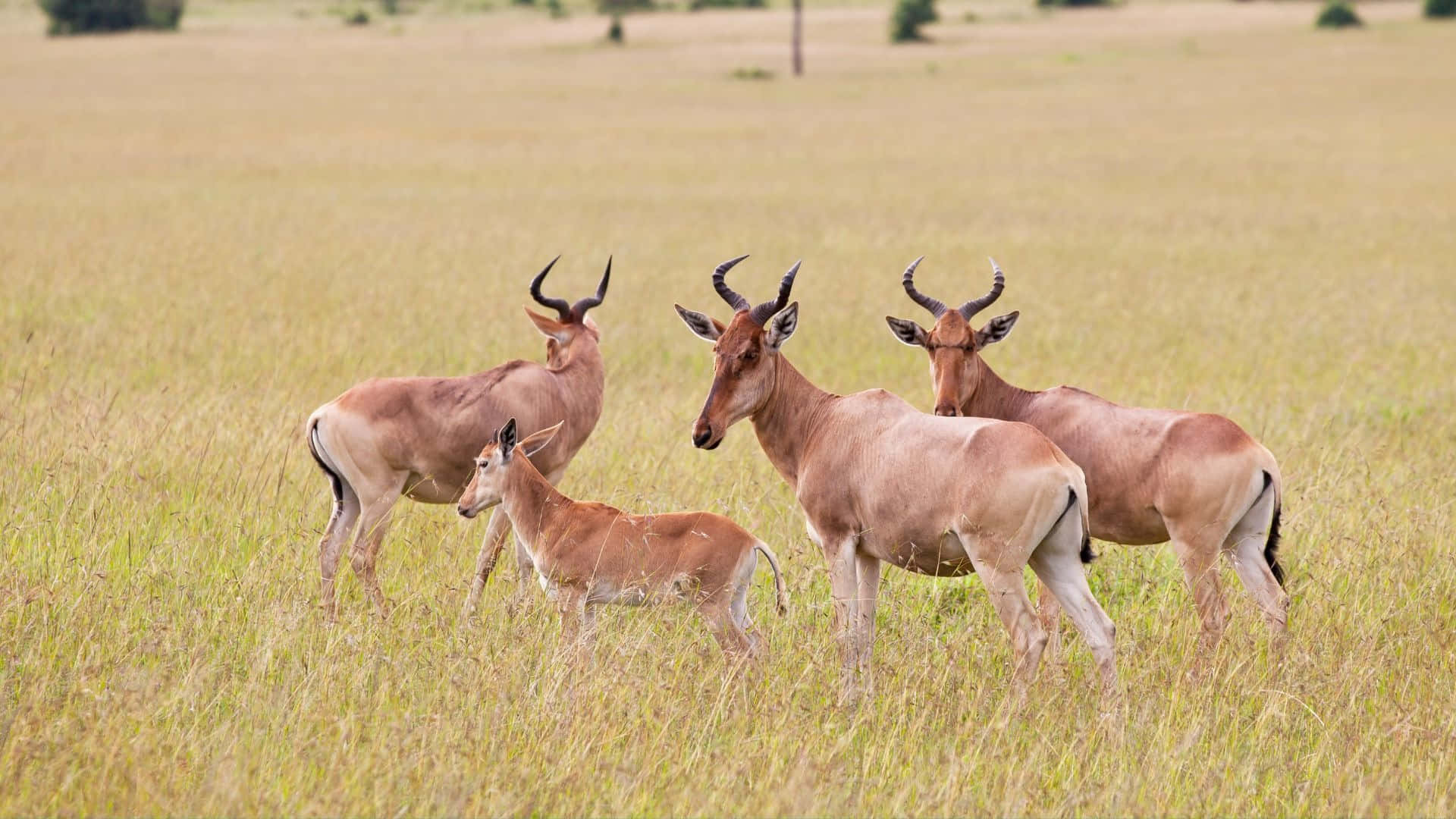 hartebeest, herdin grassland, tall golden grass, Full HD Desktop Wallpaper