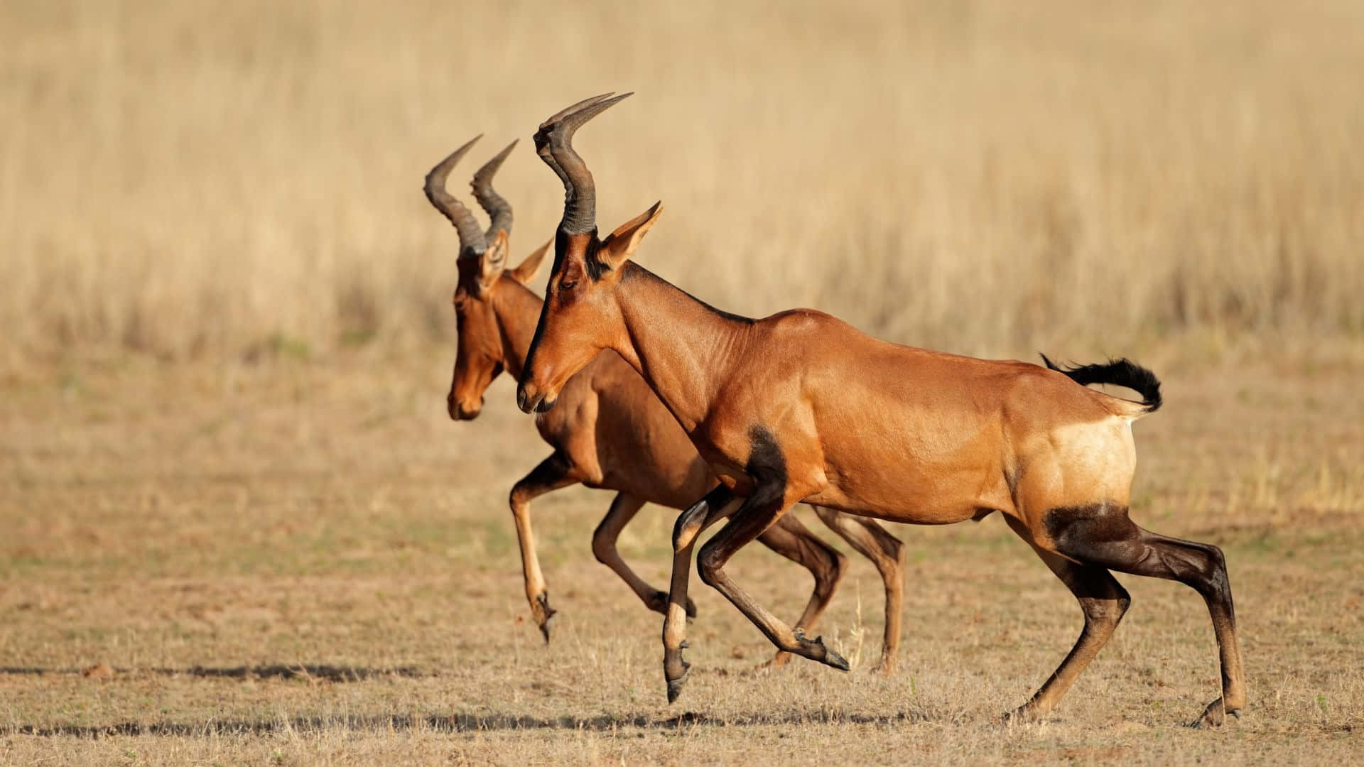 hartebeest, golden grasslands, warm sunlight, Full HD Desktop Wallpaper