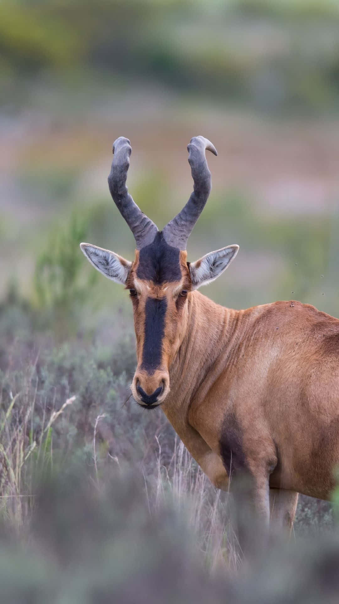 Hartebeest, grassy savanna, curved horns, Full HD Phone Wallpaper
