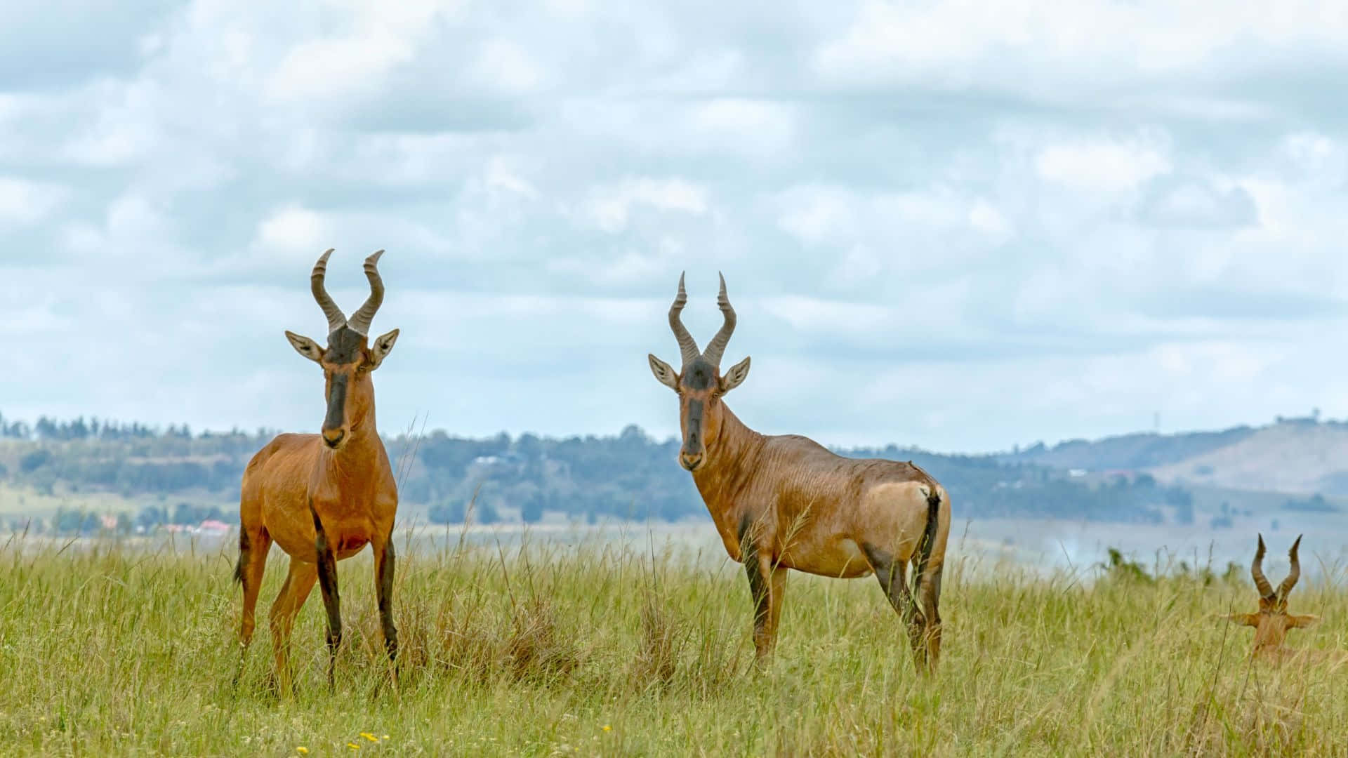 hartebeests, grassland savanna, tall grass, Full HD Desktop Wallpaper