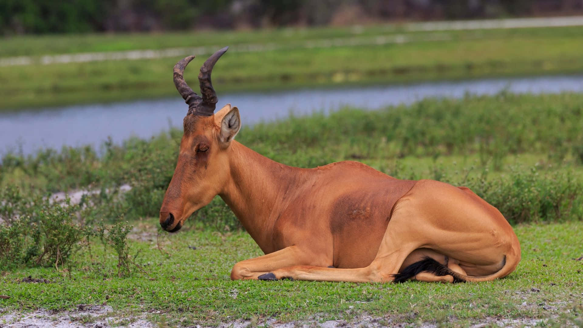 Hartebeest, savanna, green grass, Full HD Desktop Wallpaper