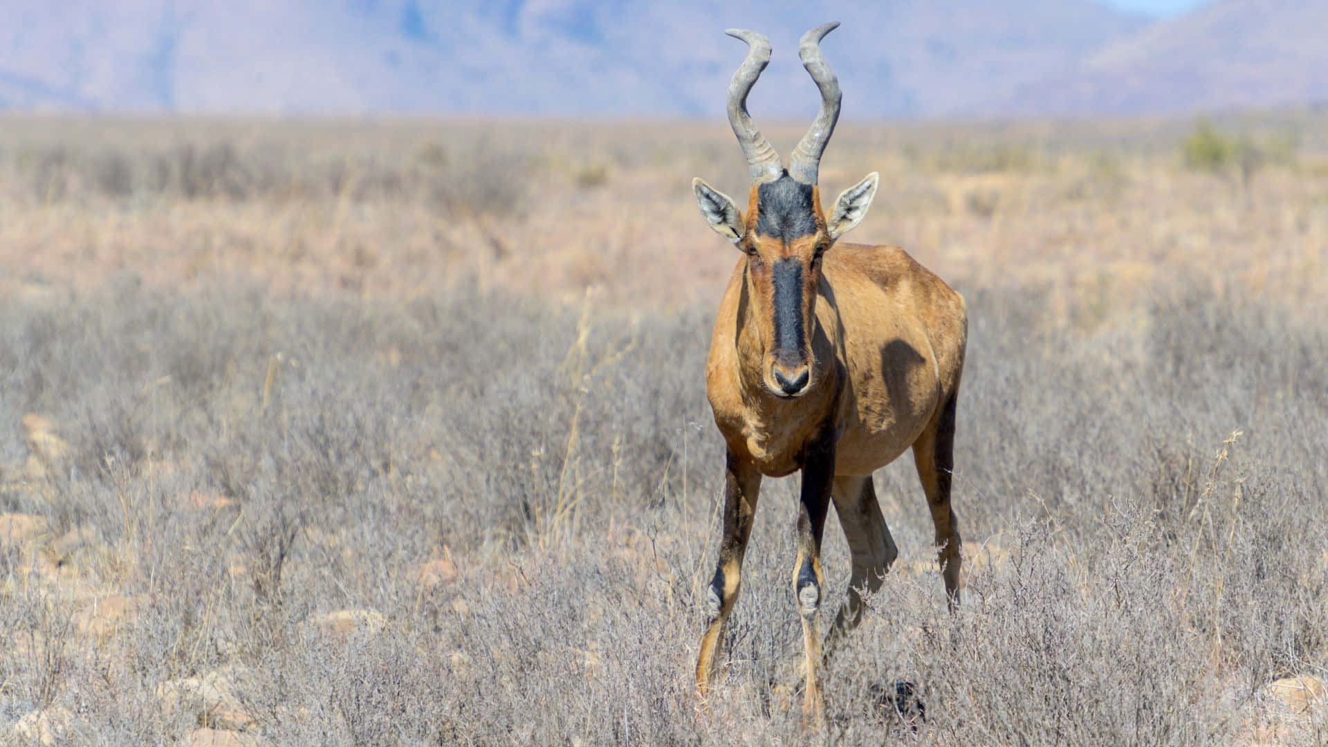 hartebeest, curved horns, dry grassland, Full HD Desktop Wallpaper