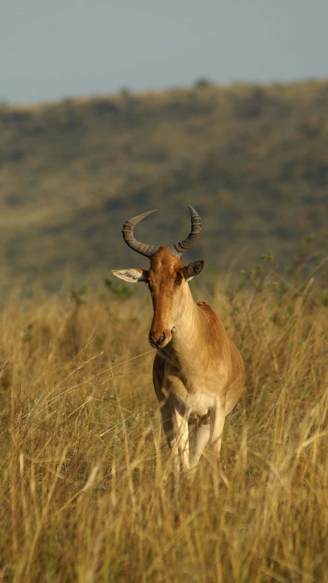 hartebeest, tall golden grass, soft sky, Full HD Phone Wallpaper