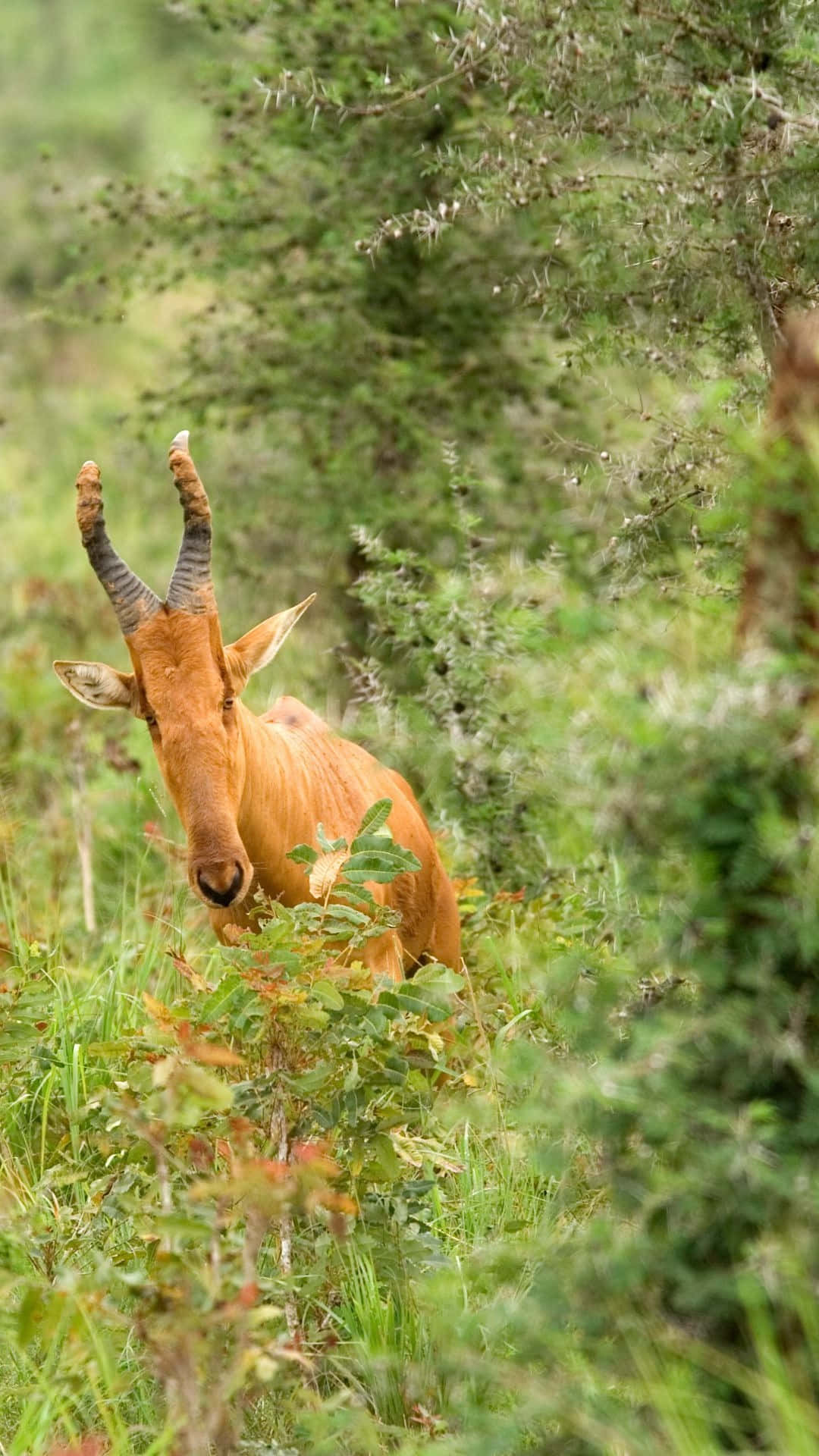 hartebeest, curved horns, lush green bushes, Full HD Phone Wallpaper