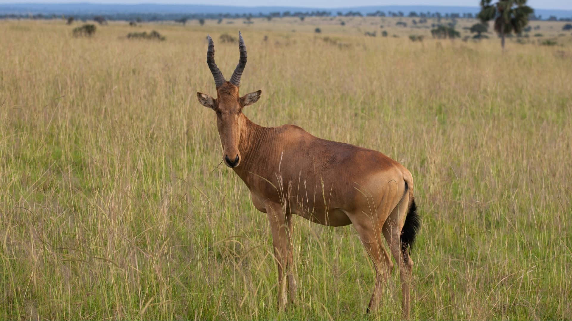 hartebeest, savannah grass, golden grasses, Full HD Desktop Wallpaper