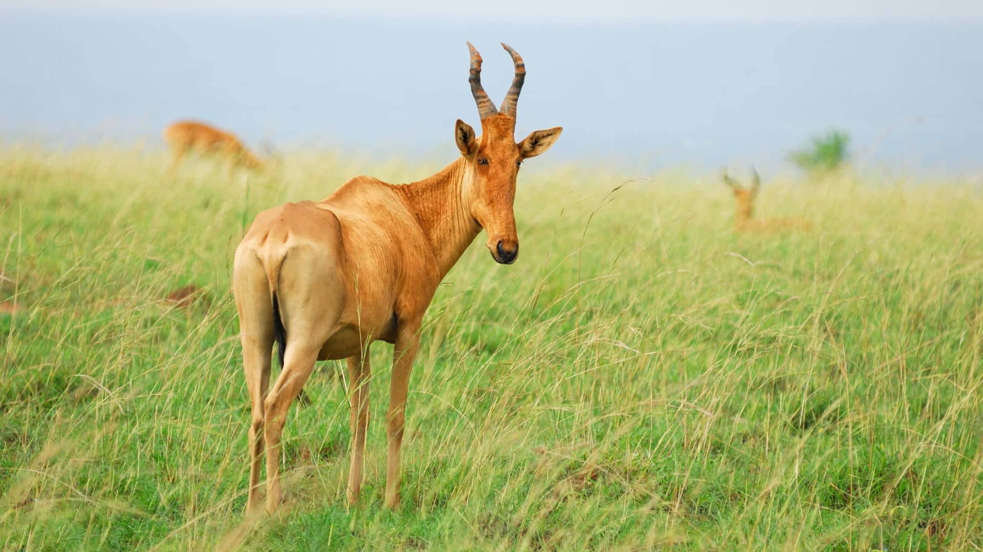 hartebeest, savannah, tall green grass, Full HD Desktop Wallpaper