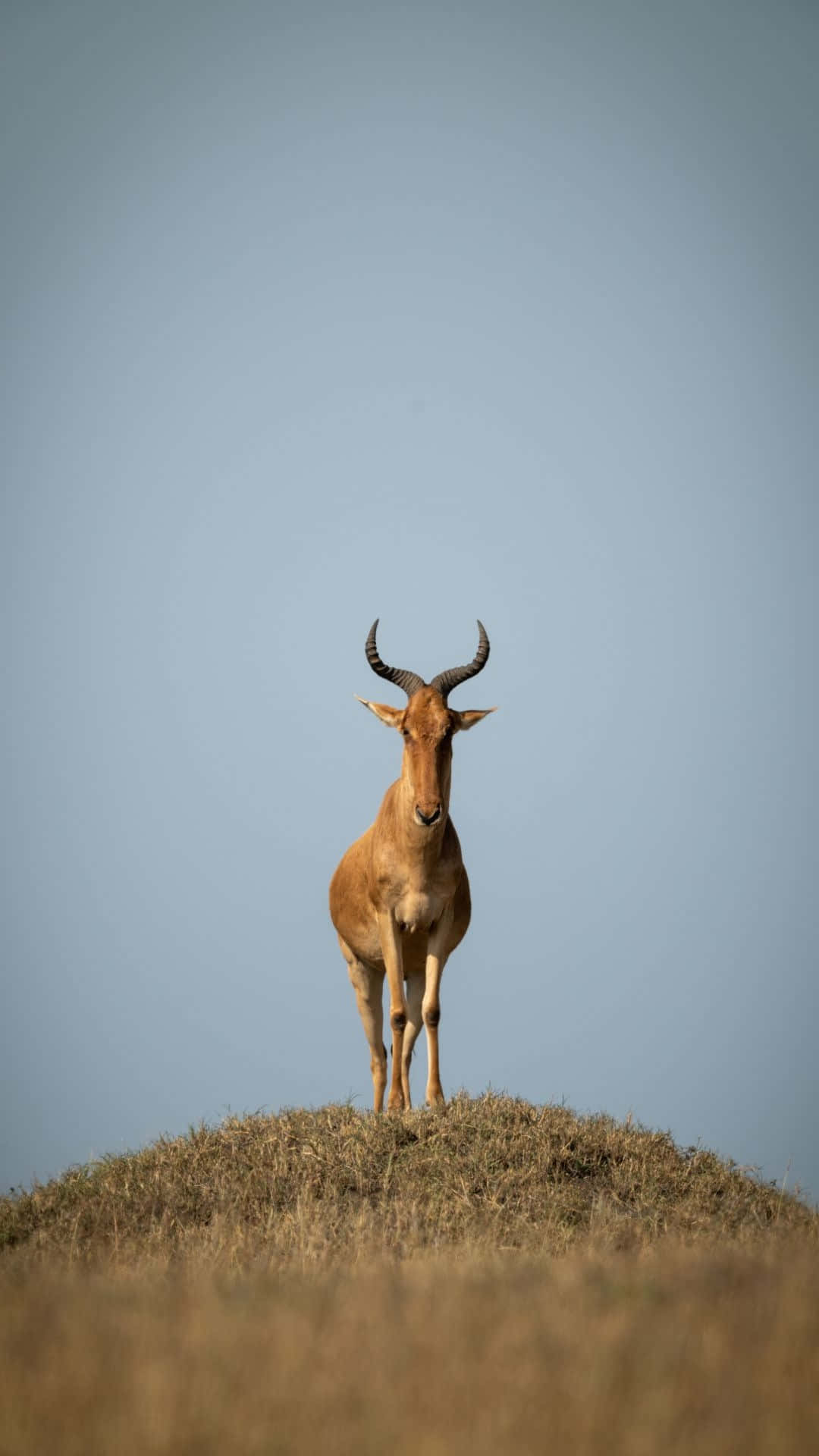 hartebeest, grassy mound, vast pale blue sky, Full HD Phone Wallpaper