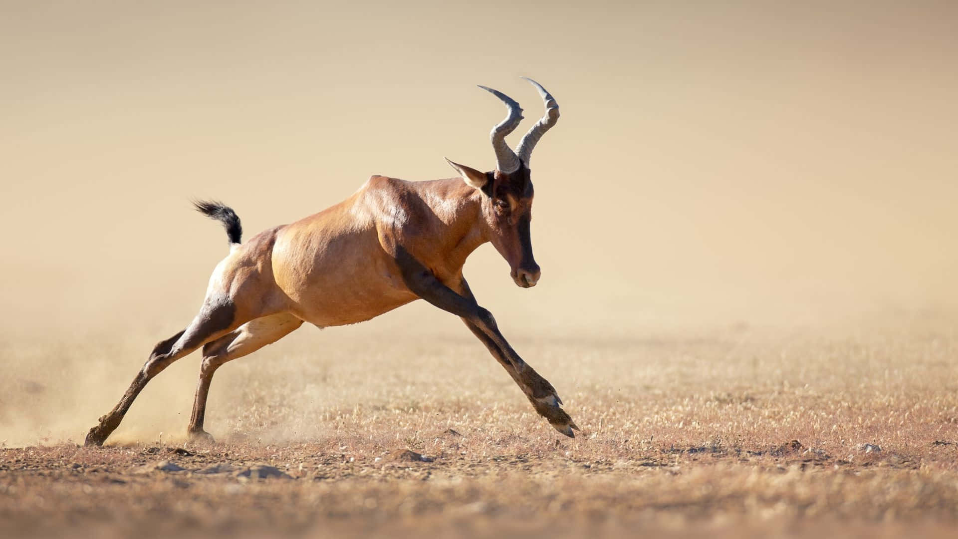 hartebeest, dusty savanna, golden-hued landscape, Full HD Desktop Wallpaper
