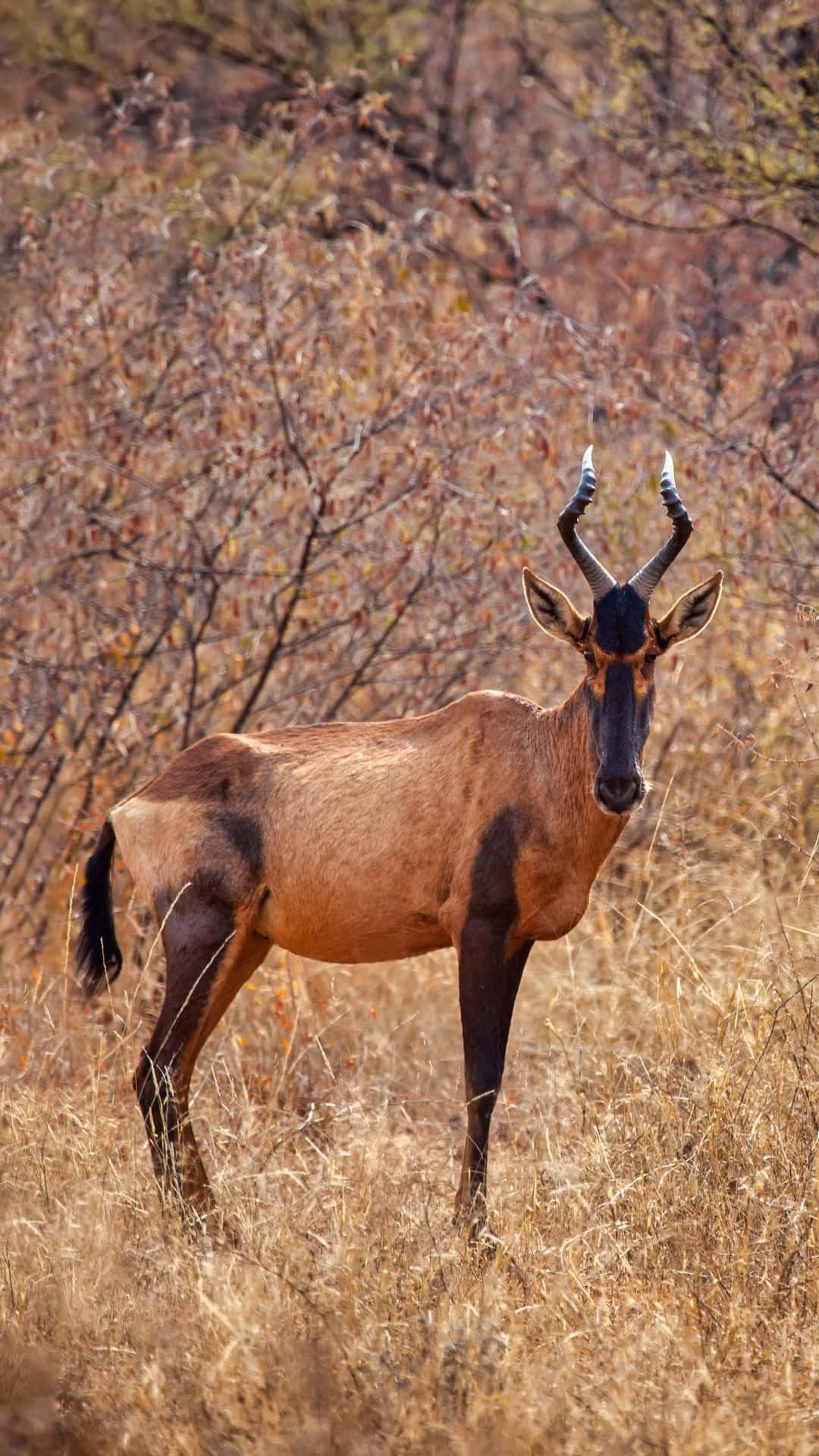 hartebeest, savanna, golden grasses, Full HD Phone Wallpaper