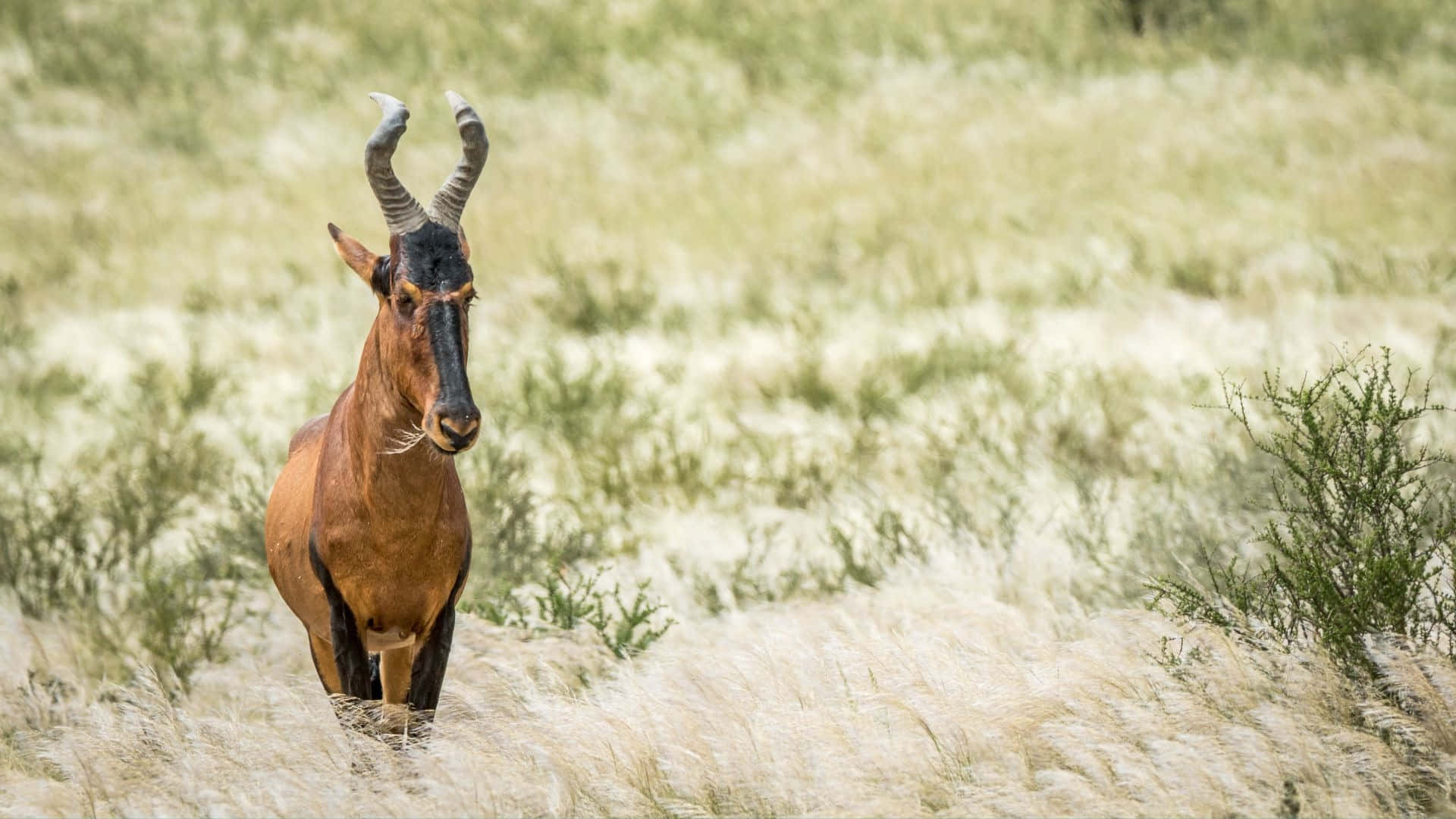 hartebeest, tall golden grasses, soft daylight, Full HD Desktop Wallpaper