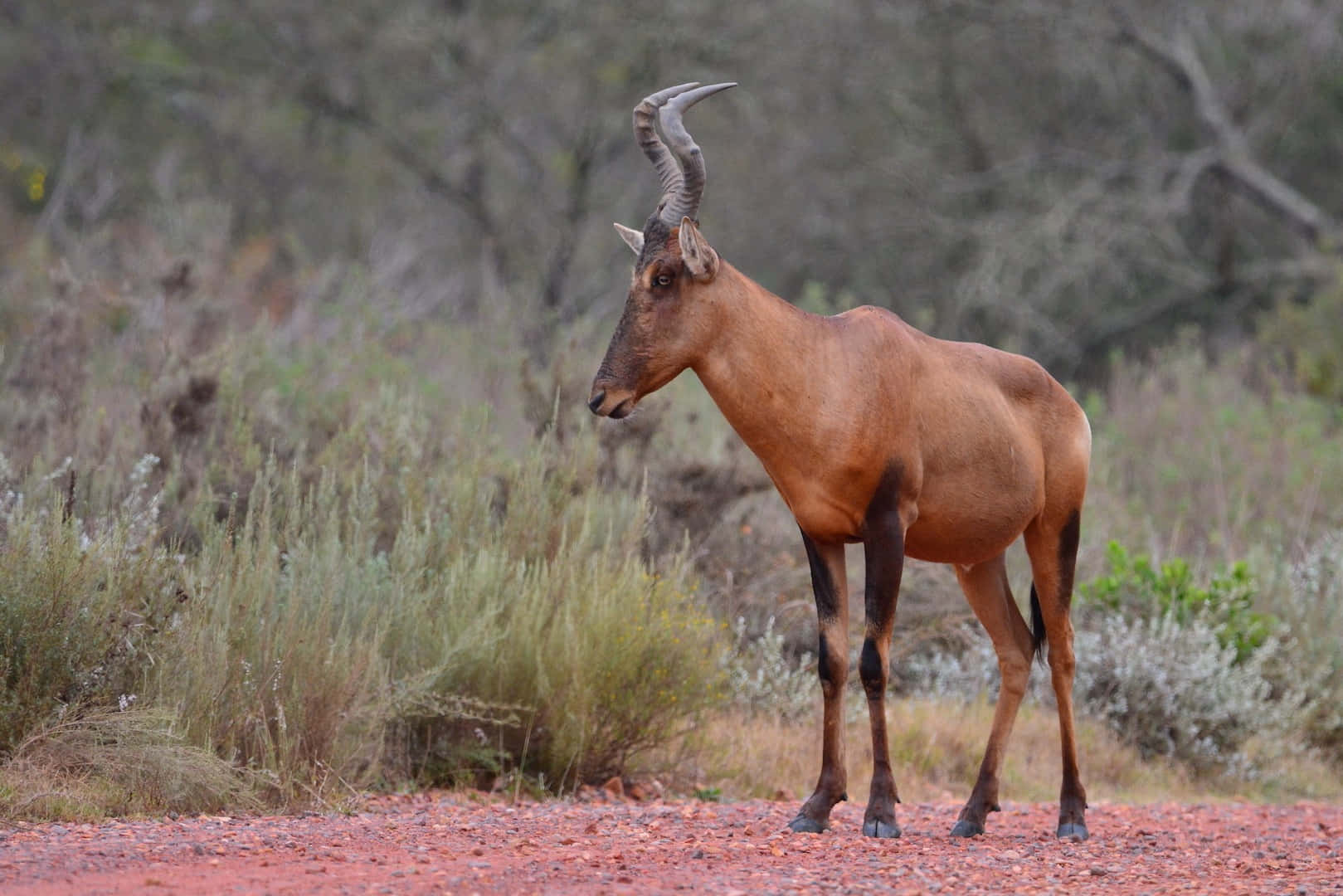 hartebeest, red earth, dry shrubs, HD Desktop Wallpaper