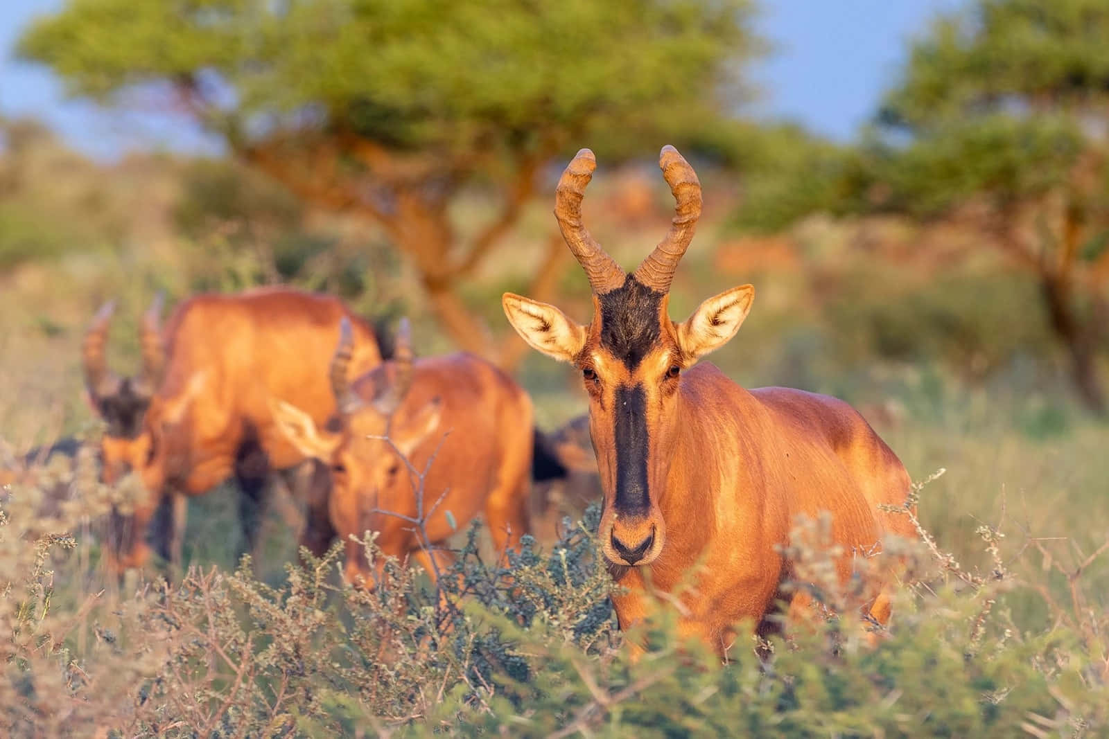 hartebeest, curved horns, golden grasses, HD Desktop Wallpaper