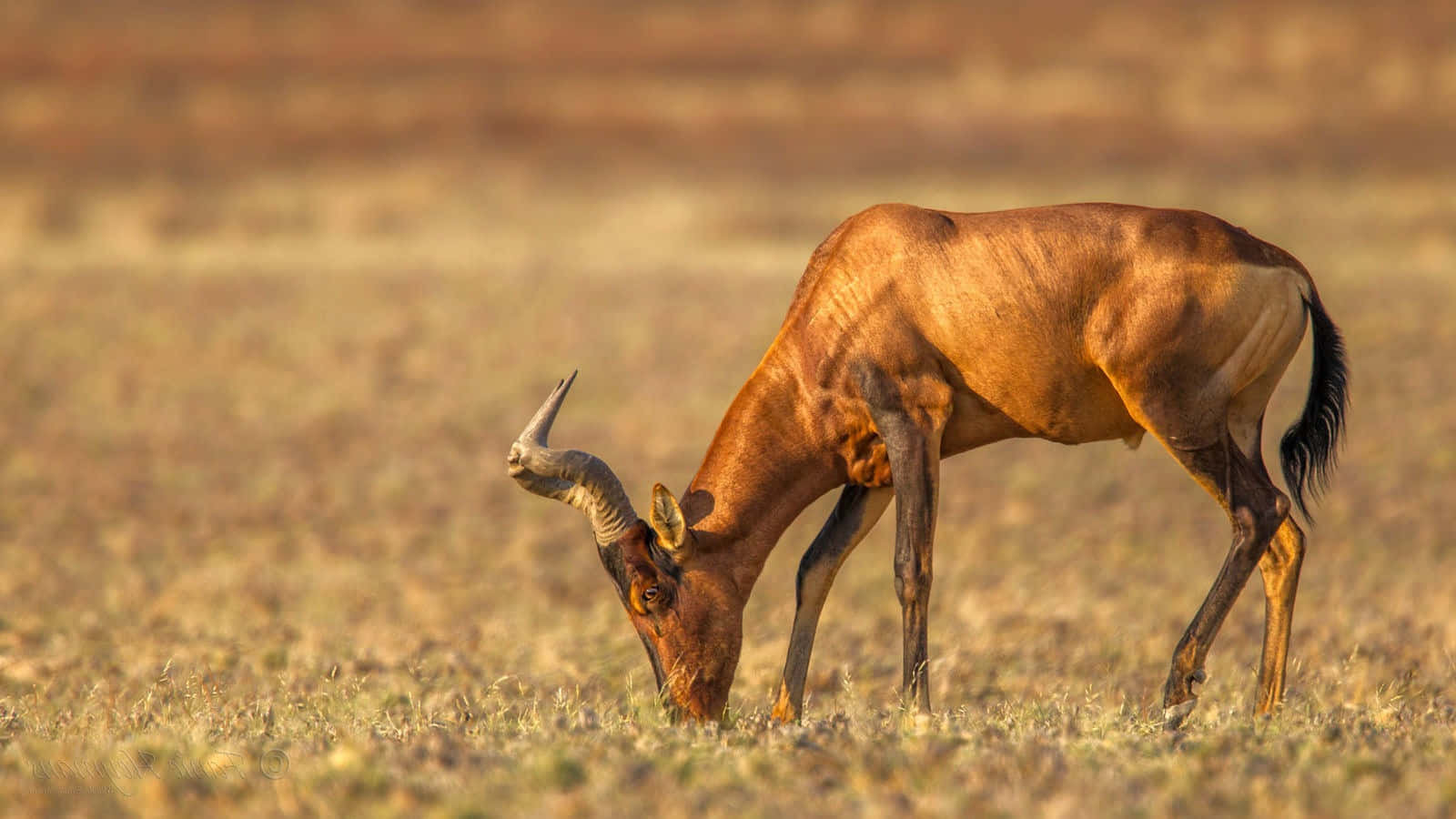 hartebeest, savannah, golden savanna, HD Desktop Wallpaper