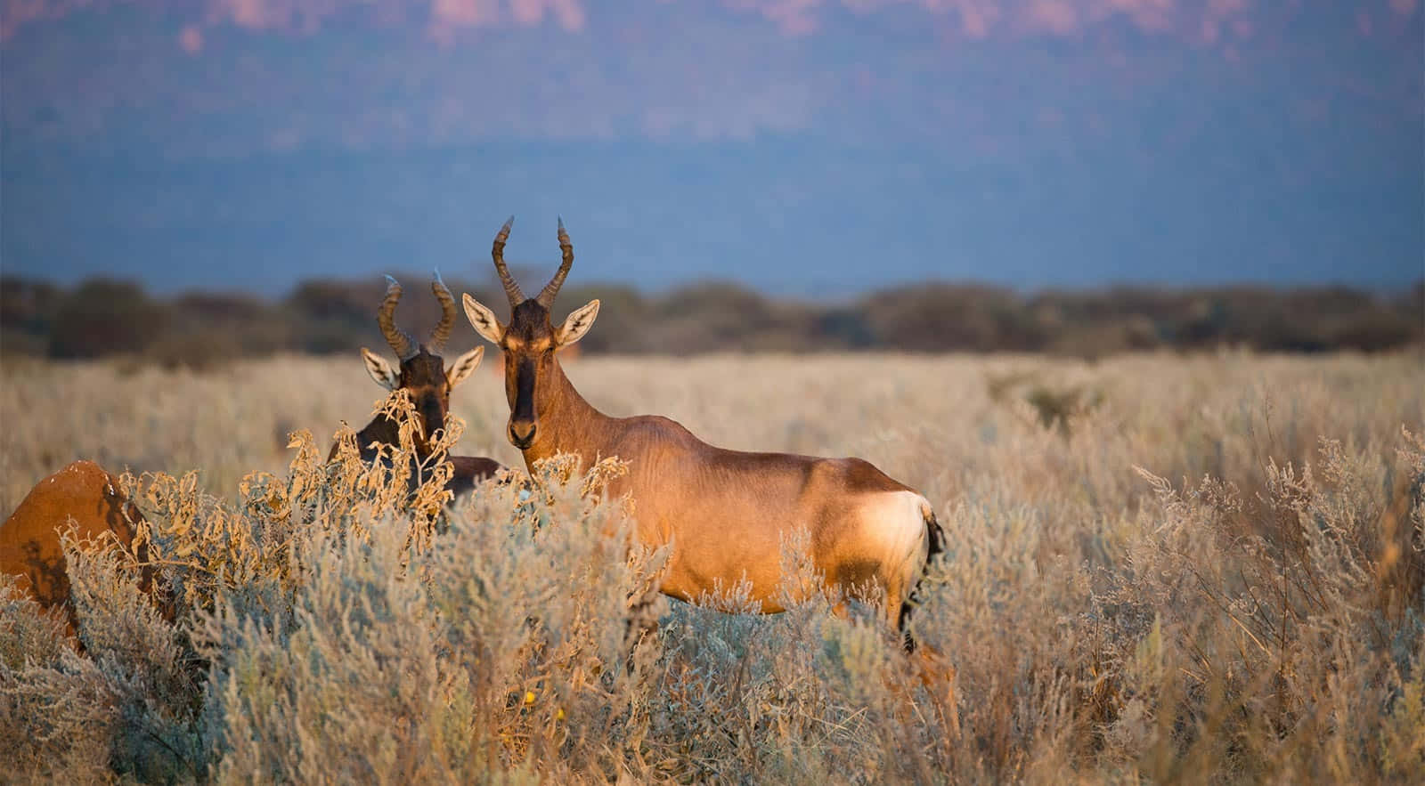 hartebeests, savanna twilight, golden grasses, HD Desktop Wallpaper