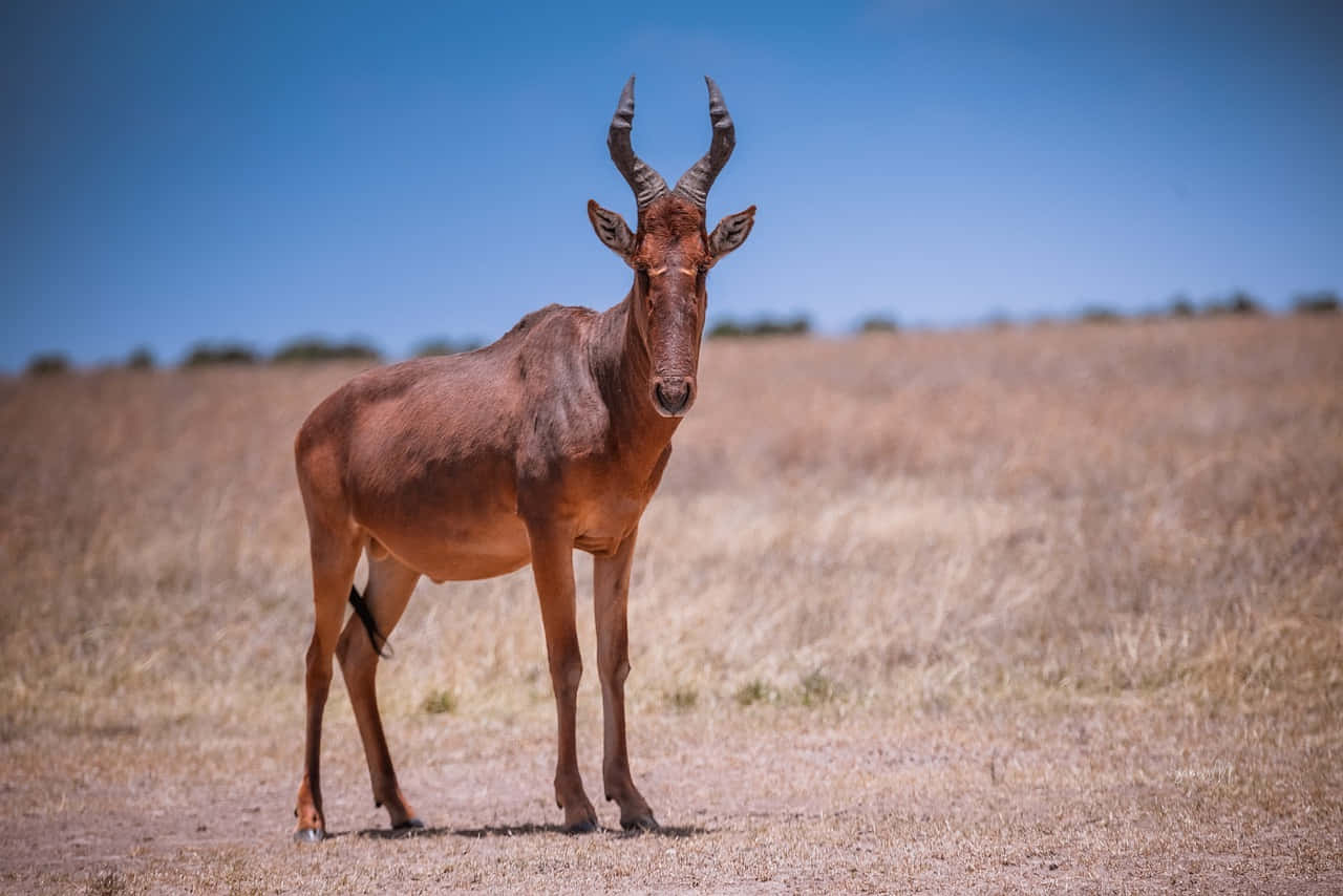Hartebeest, savannah, reddish-brown, HD Desktop Wallpaper