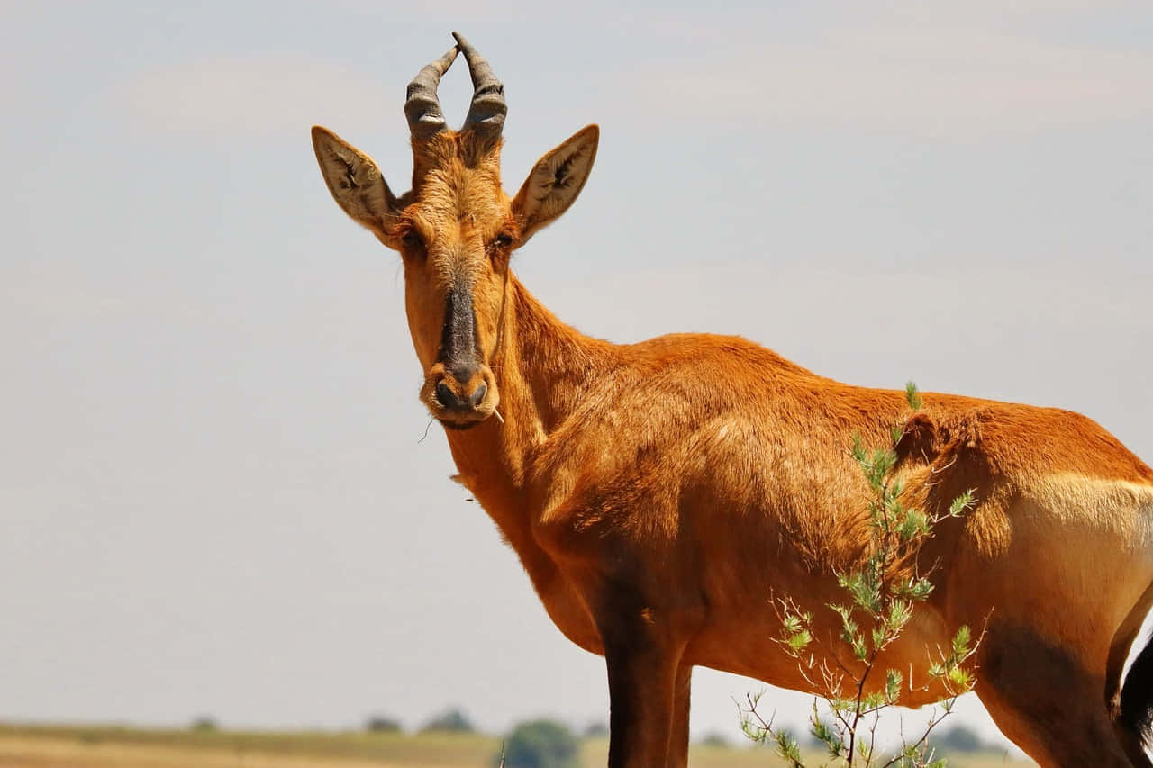 Hartebeest, reddish-brown, curved horns, HD Desktop Wallpaper