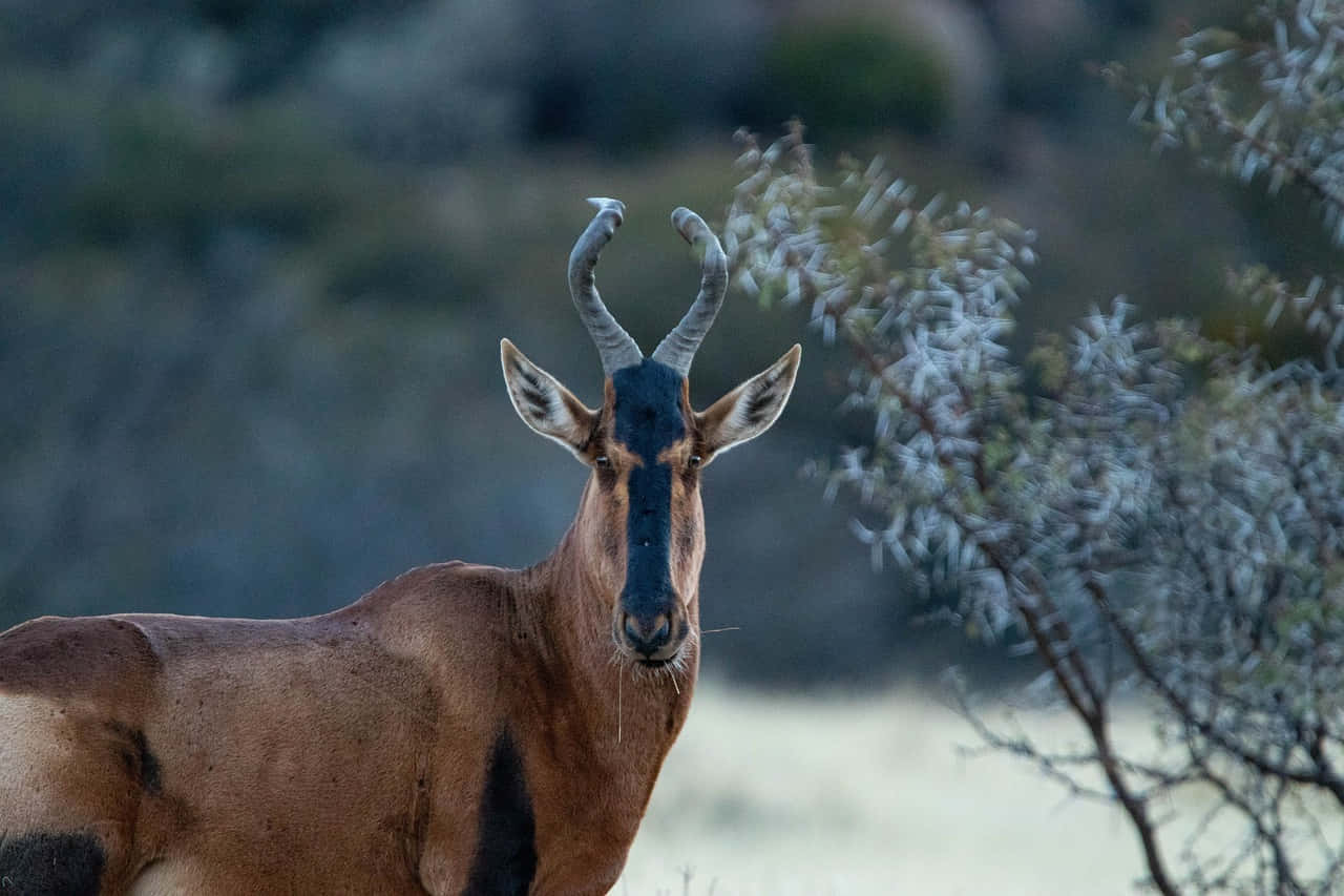 Hartebeest, curved horns, black face, HD Desktop Wallpaper