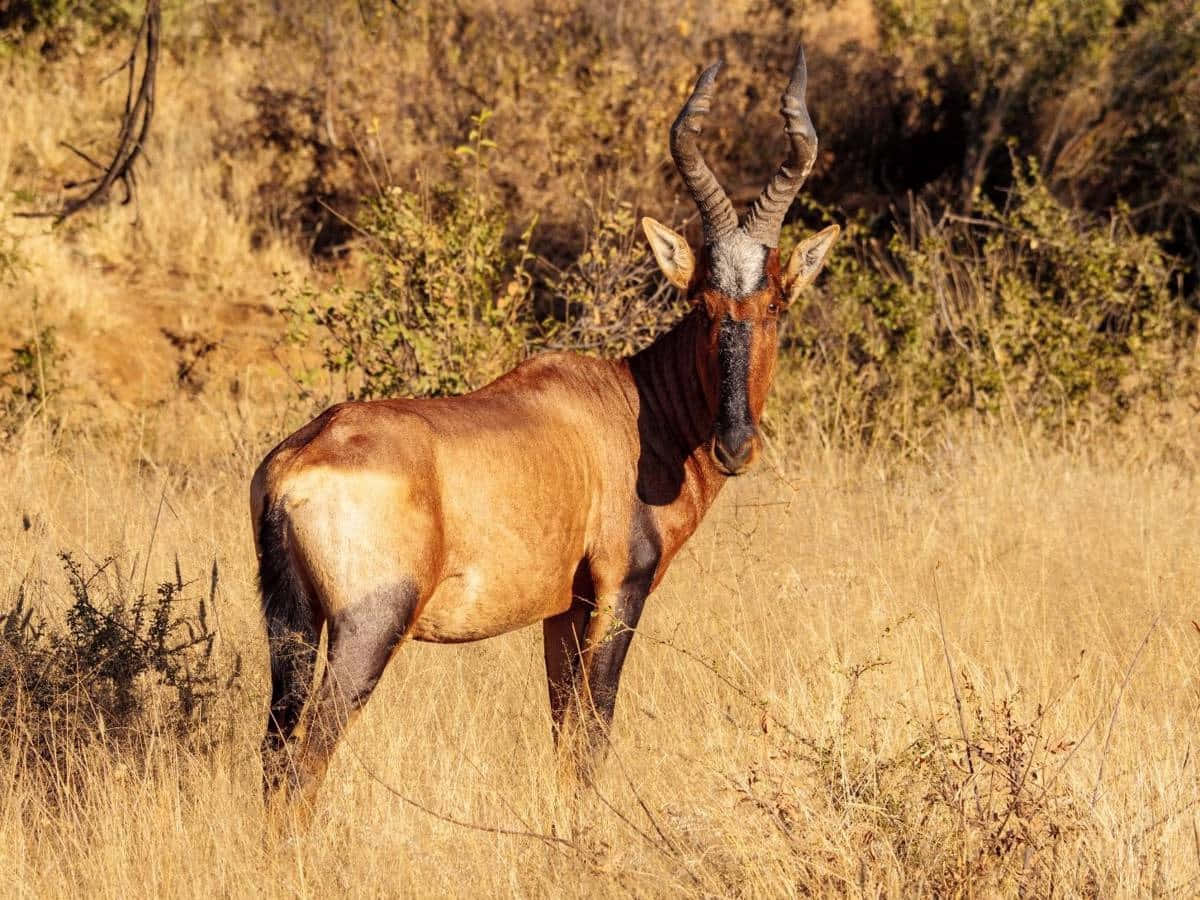 hartebeest, savannah, golden grasses, SD Desktop Wallpaper