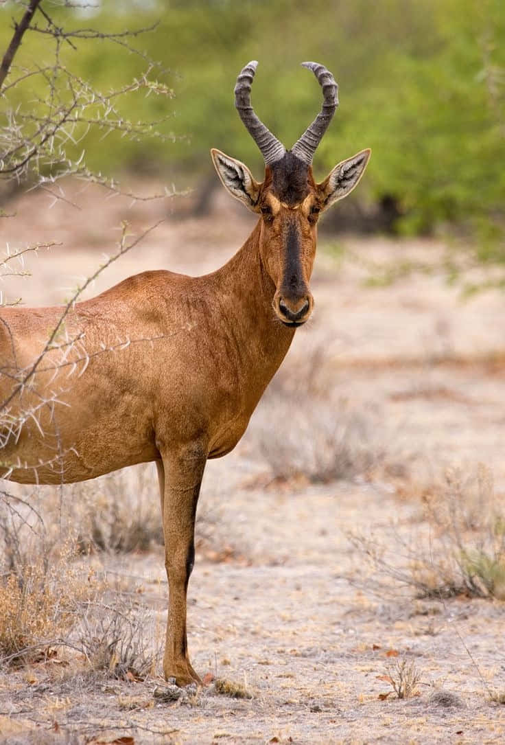 Hartebeest, savanna, dry savanna terrain, SD Phone Wallpaper