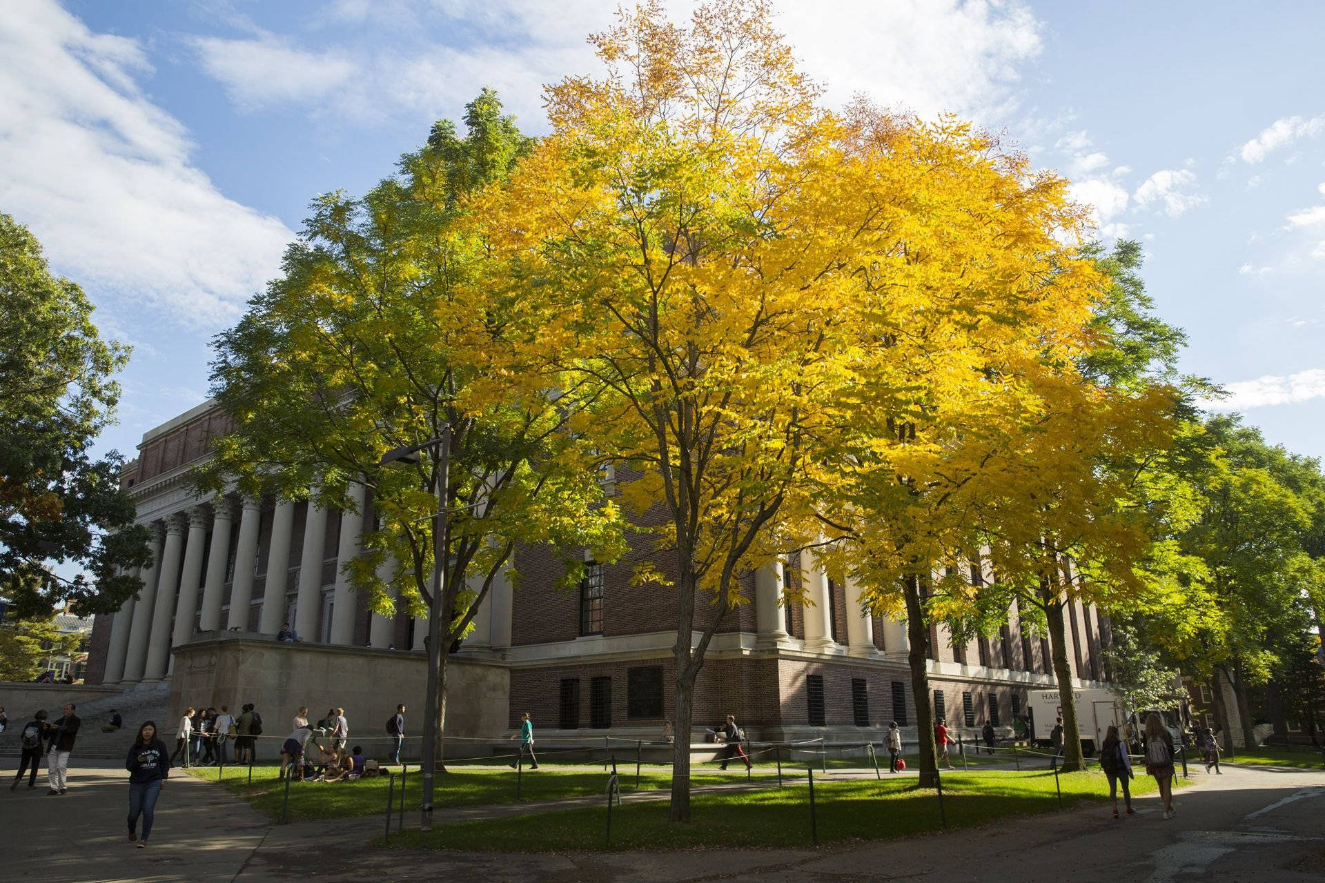 Harvard University, Yard Tree, neoclassical building, Full HD Desktop Wallpaper