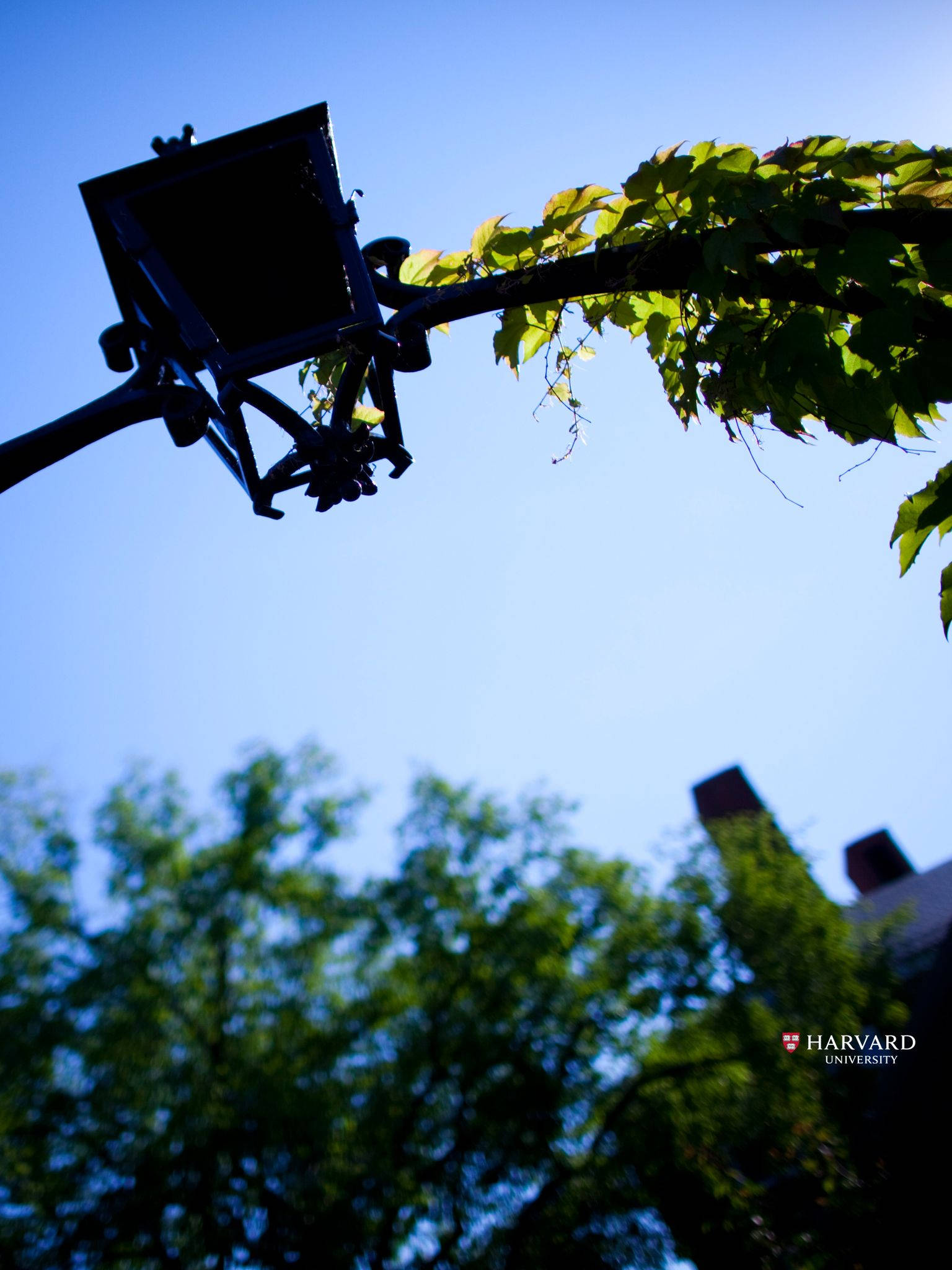Harvard University, vintage streetlamp, clear blue sky, Full HD Phone Wallpaper