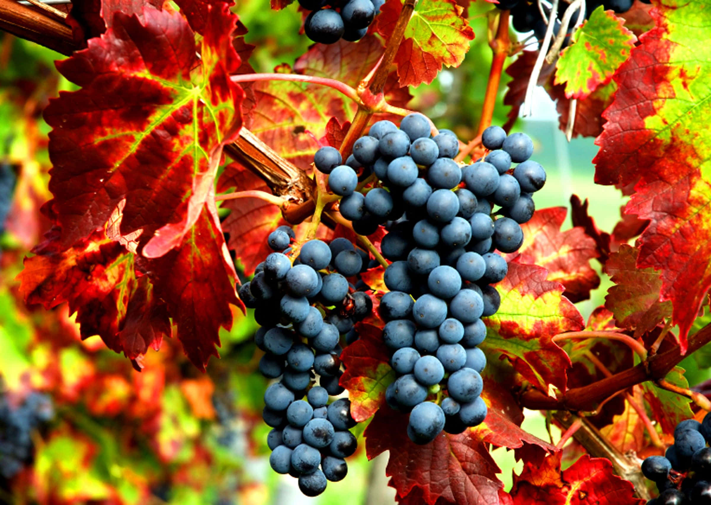 Harvest Time, dark blue grapes, vibrant red autumn leaves, Full HD Desktop Wallpaper