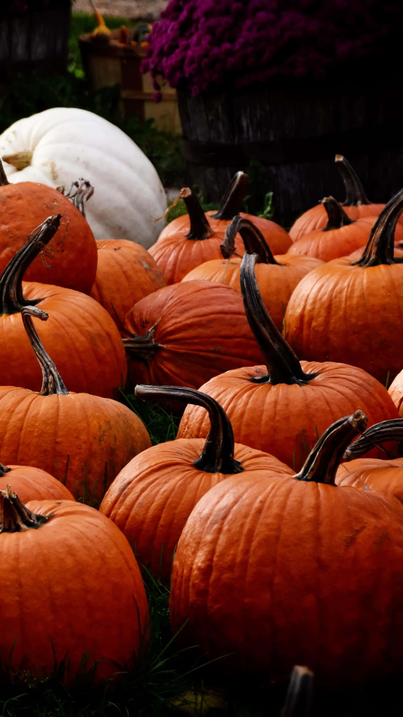 Harvest Time, orange pumpkins, white pumpkin, Full HD Phone Wallpaper
