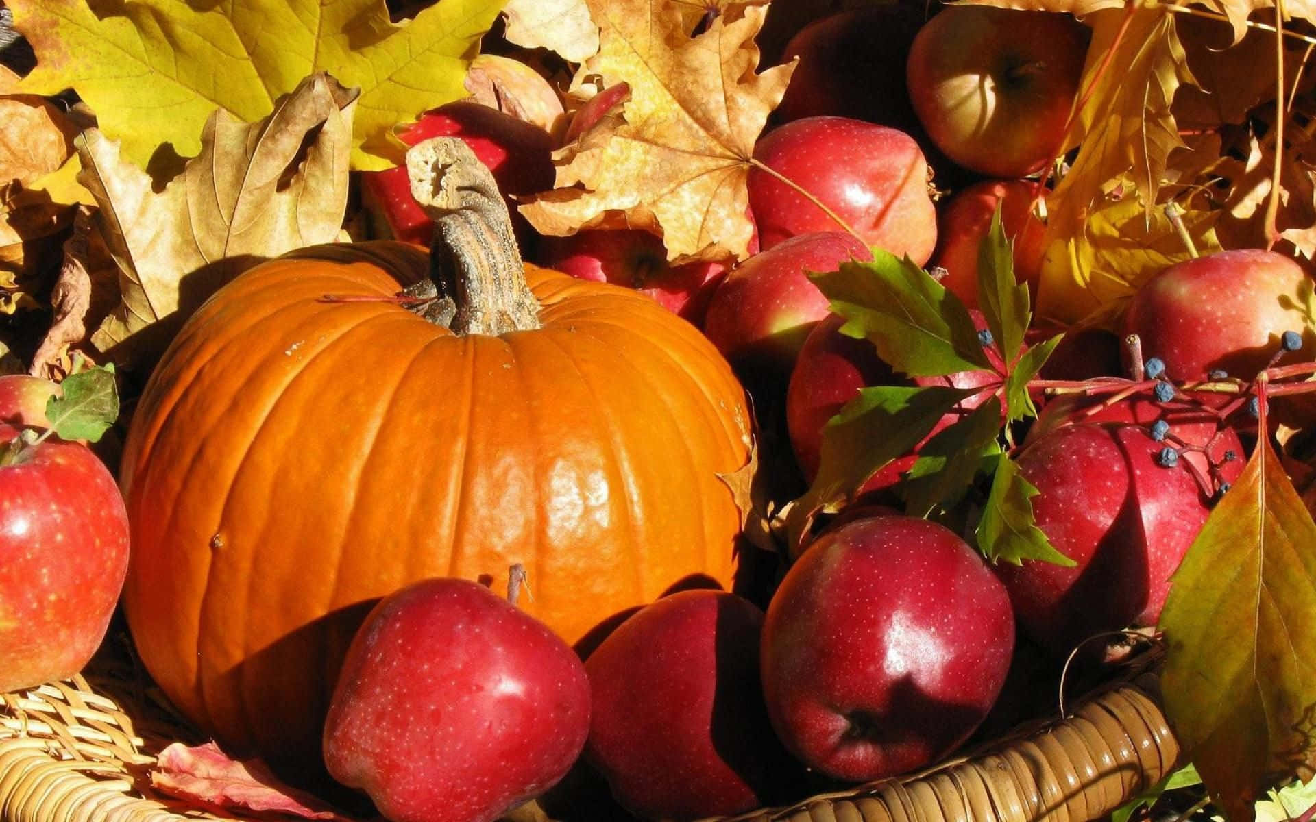 Harvest Time, golden fields, vibrant orange pumpkins, Full HD Desktop Wallpaper