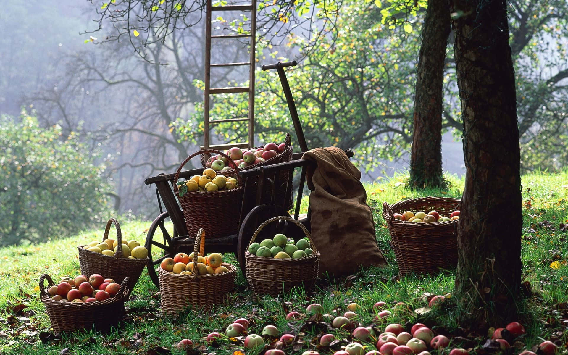 Harvest Time, 1920 x 1200, golden harvest time, Full HD Desktop Wallpaper
