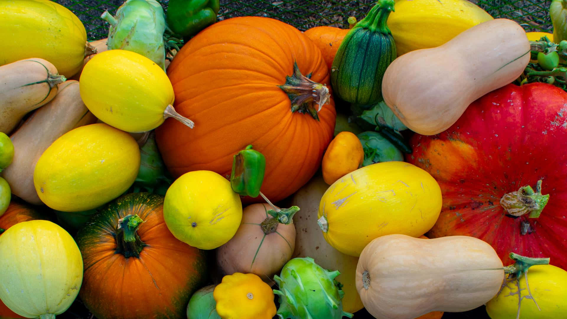 Harvest Time, 1920 x 1080, pumpkins, Full HD Desktop Wallpaper