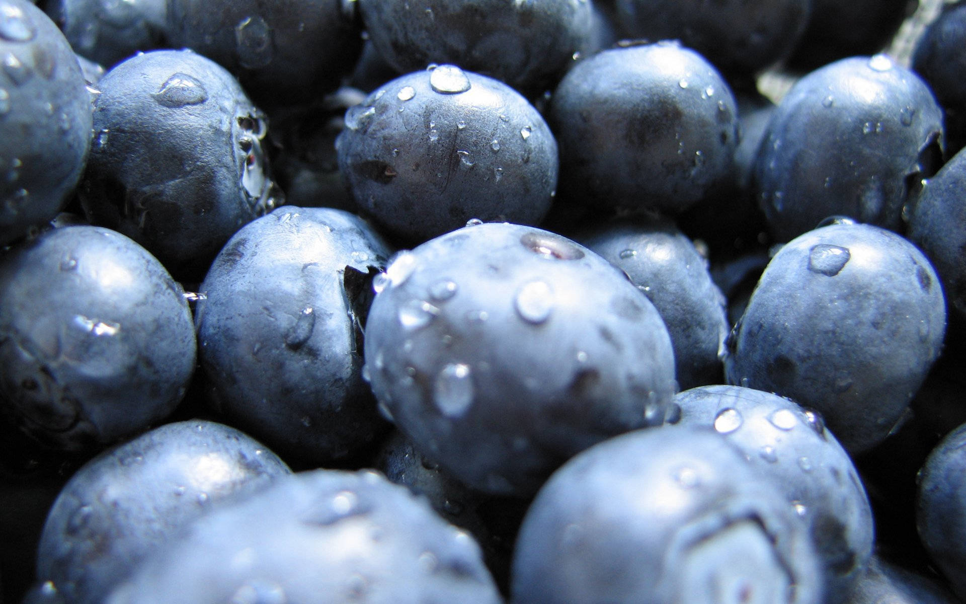 blueberry, harvest time, dewdrops, Full HD Desktop Wallpaper