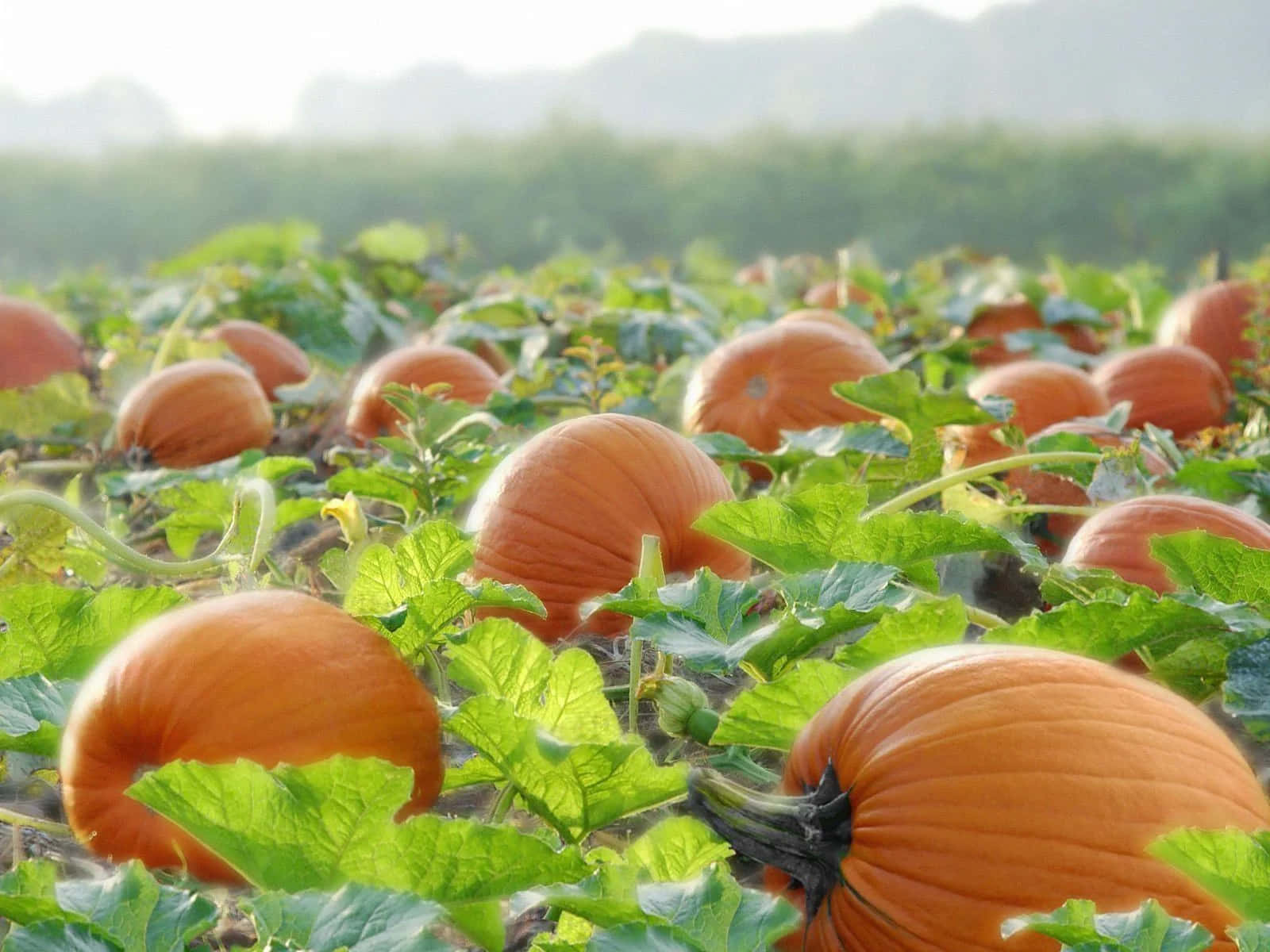 Harvest Time, golden agriculture field, ripe orange pumpkins, HD Desktop Wallpaper