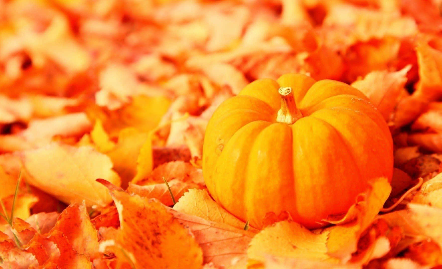 Harvest Time, orange pumpkin, warm autumn leaves, HD Desktop Wallpaper
