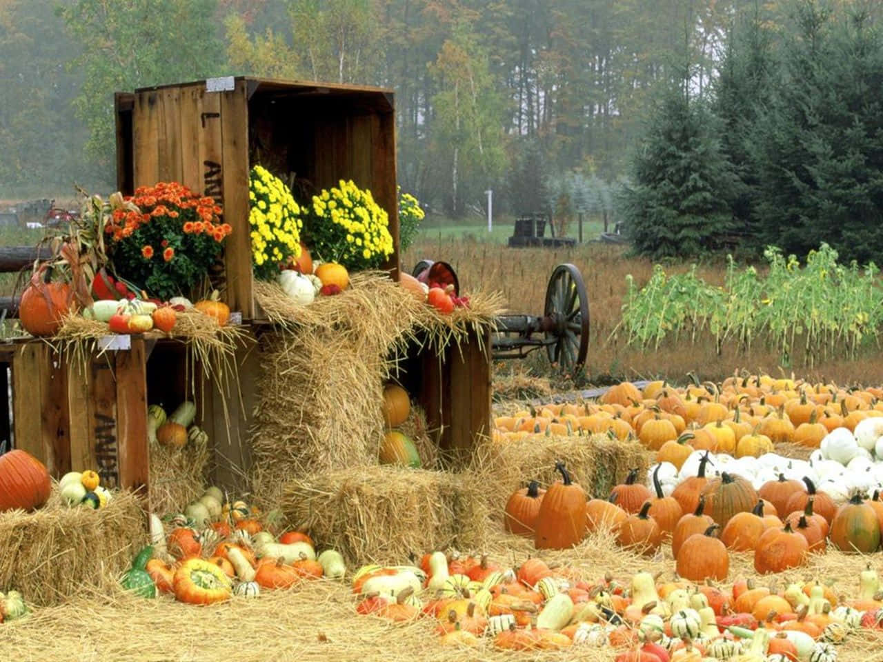 Harvest Time, pumpkins, chrysanthemums, HD Desktop Wallpaper