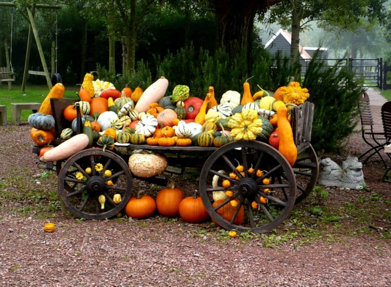 Harvest Time, rustic wooden cart, colorful pumpkins and gourds, HD Desktop Wallpaper