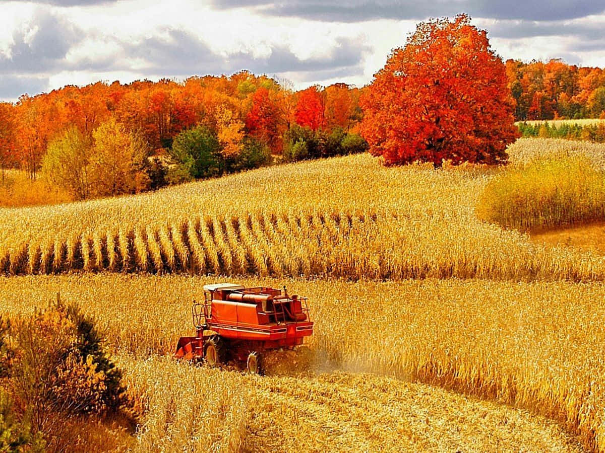 Harvest Time, red combine harvester, golden cornfield, SD Desktop Wallpaper